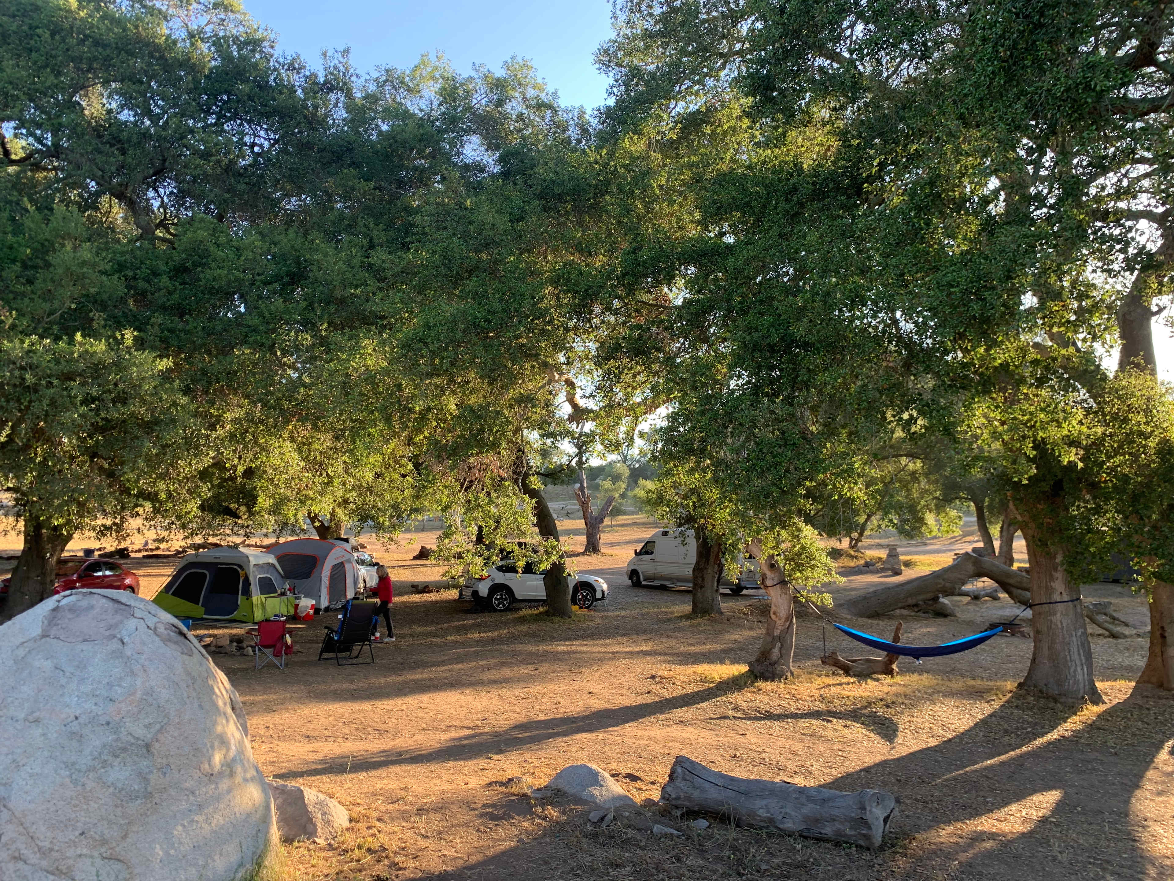 The old oak trees. 