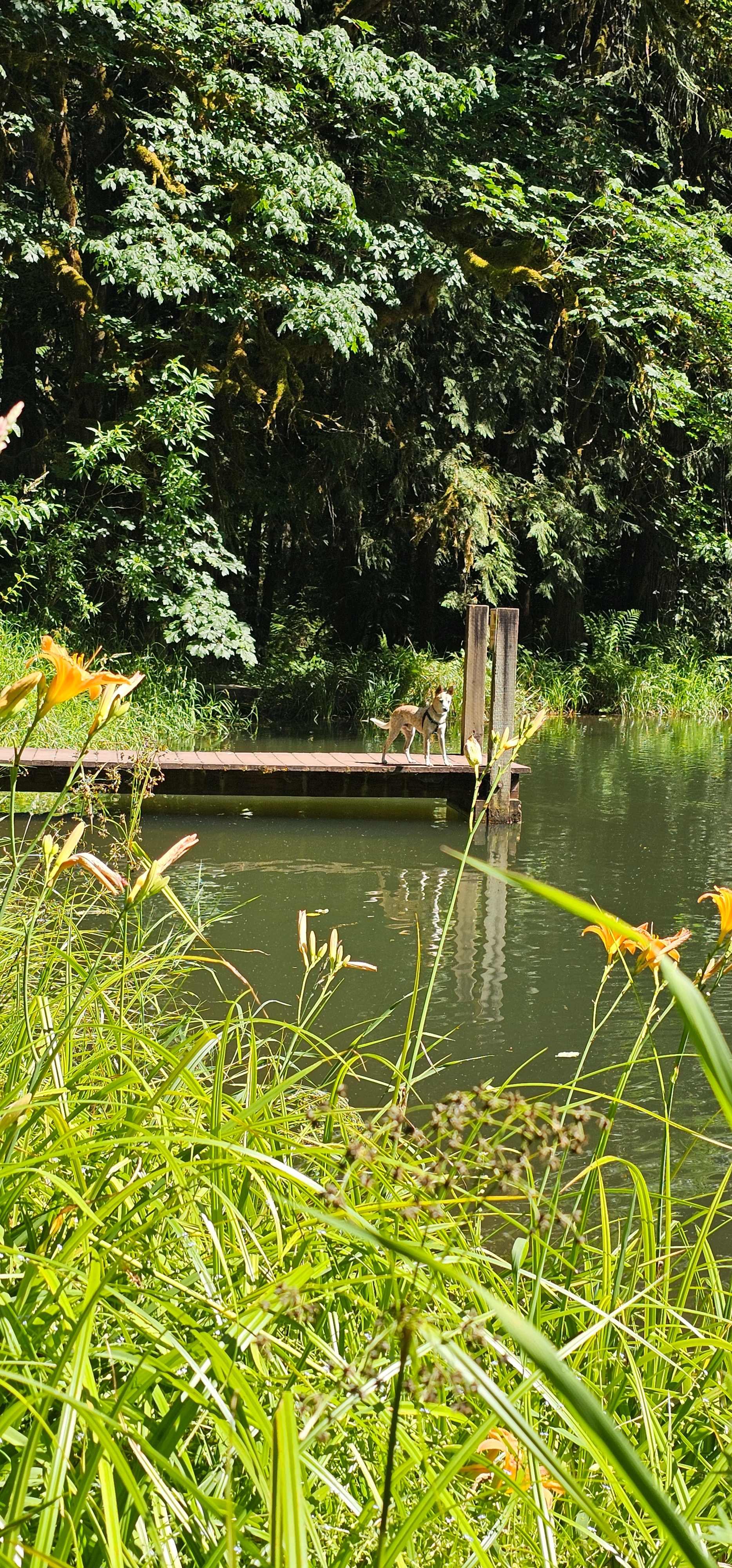 Dog dock