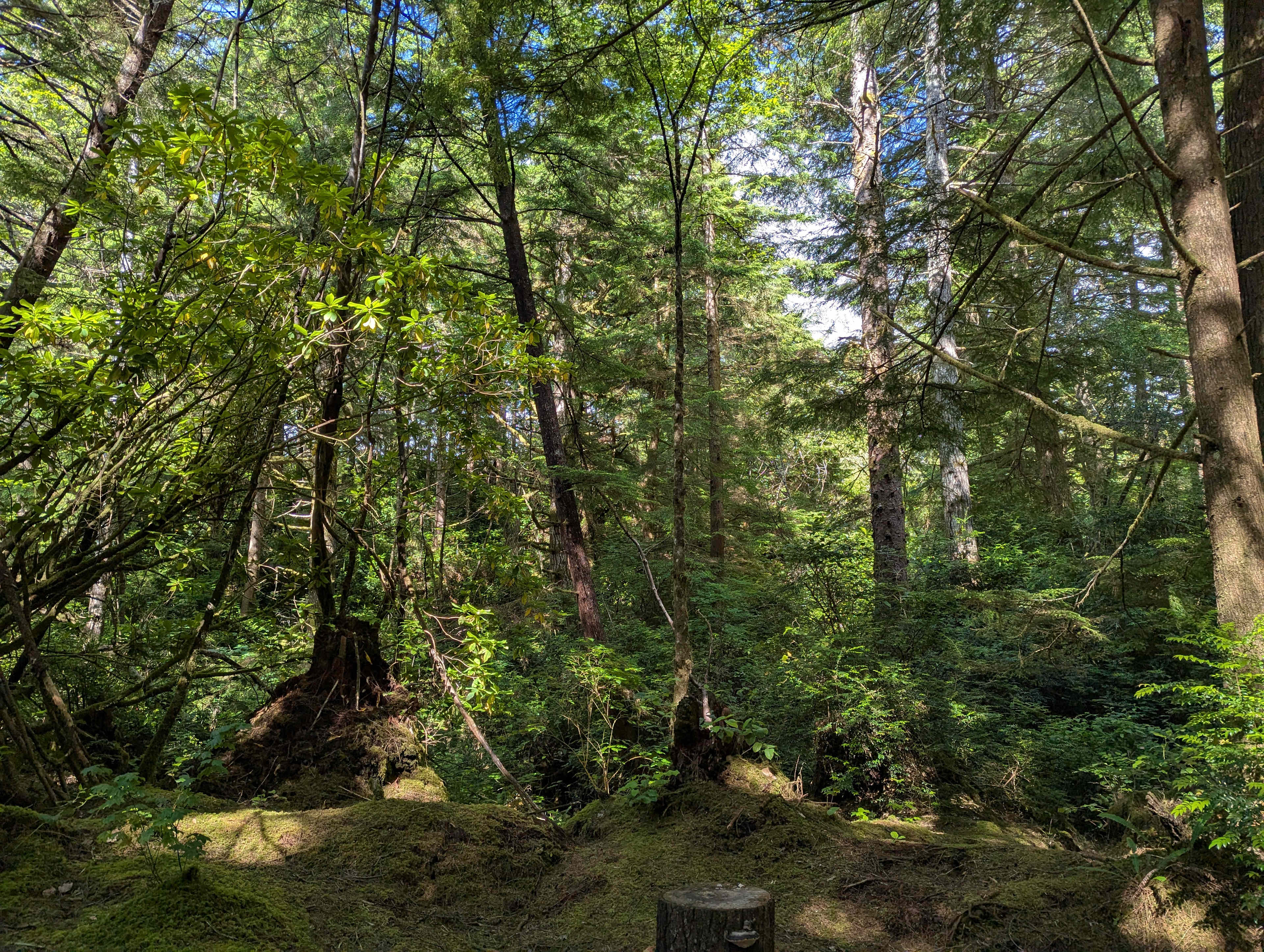 Trip Camp- Secluded Forest by Beach