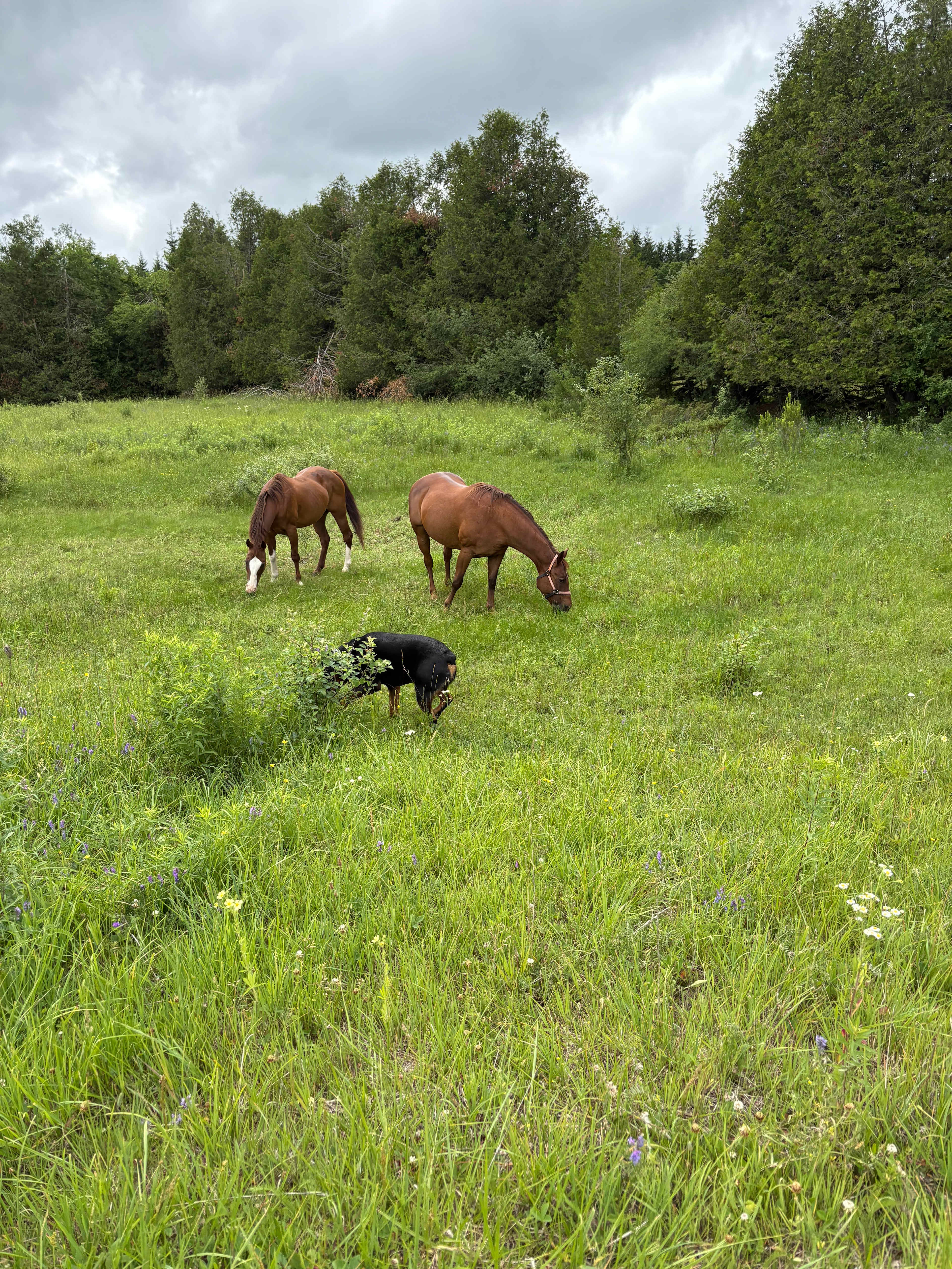 Spirit Ridge Acres