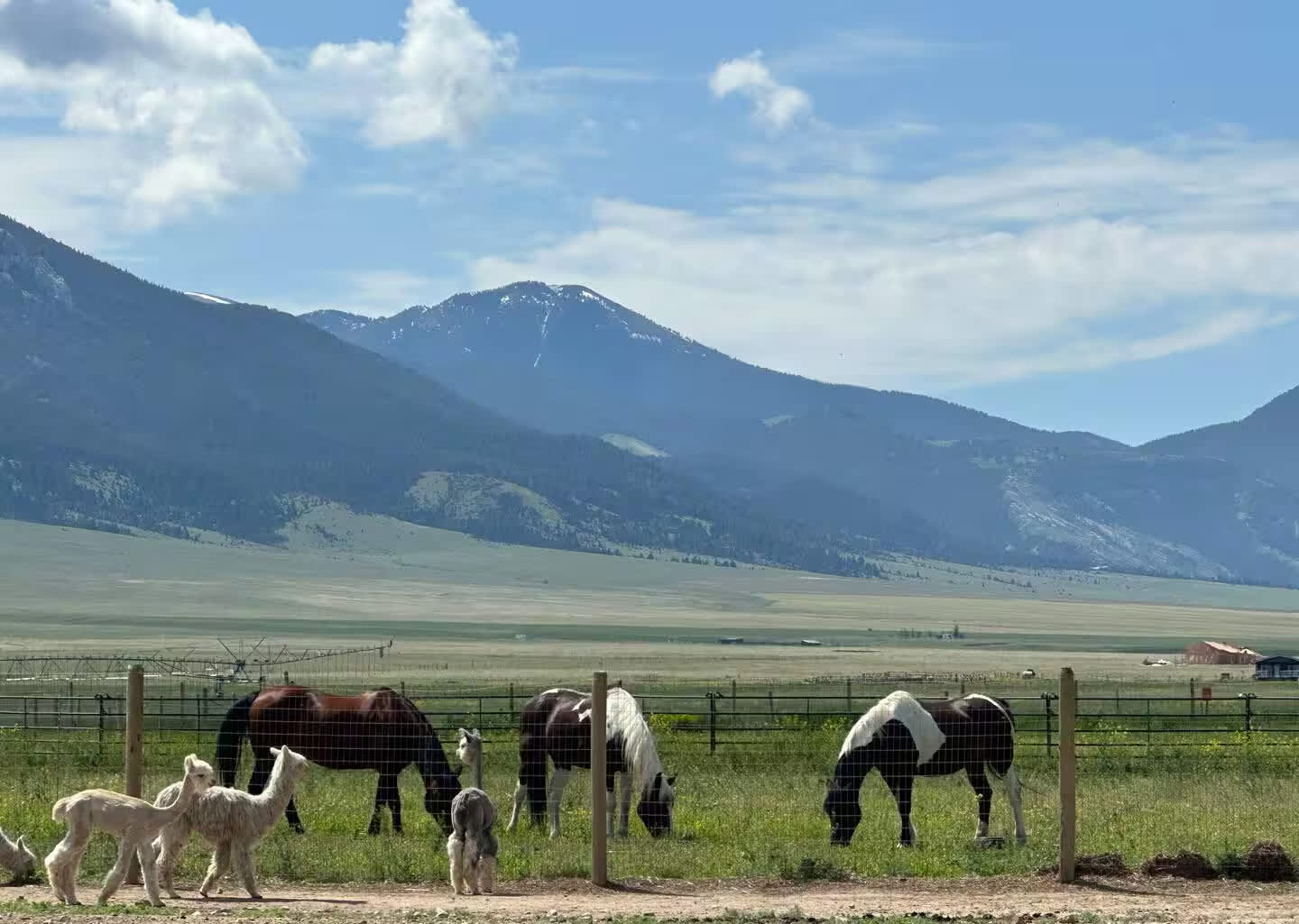 Heart & Soul Alpacas And Cabins