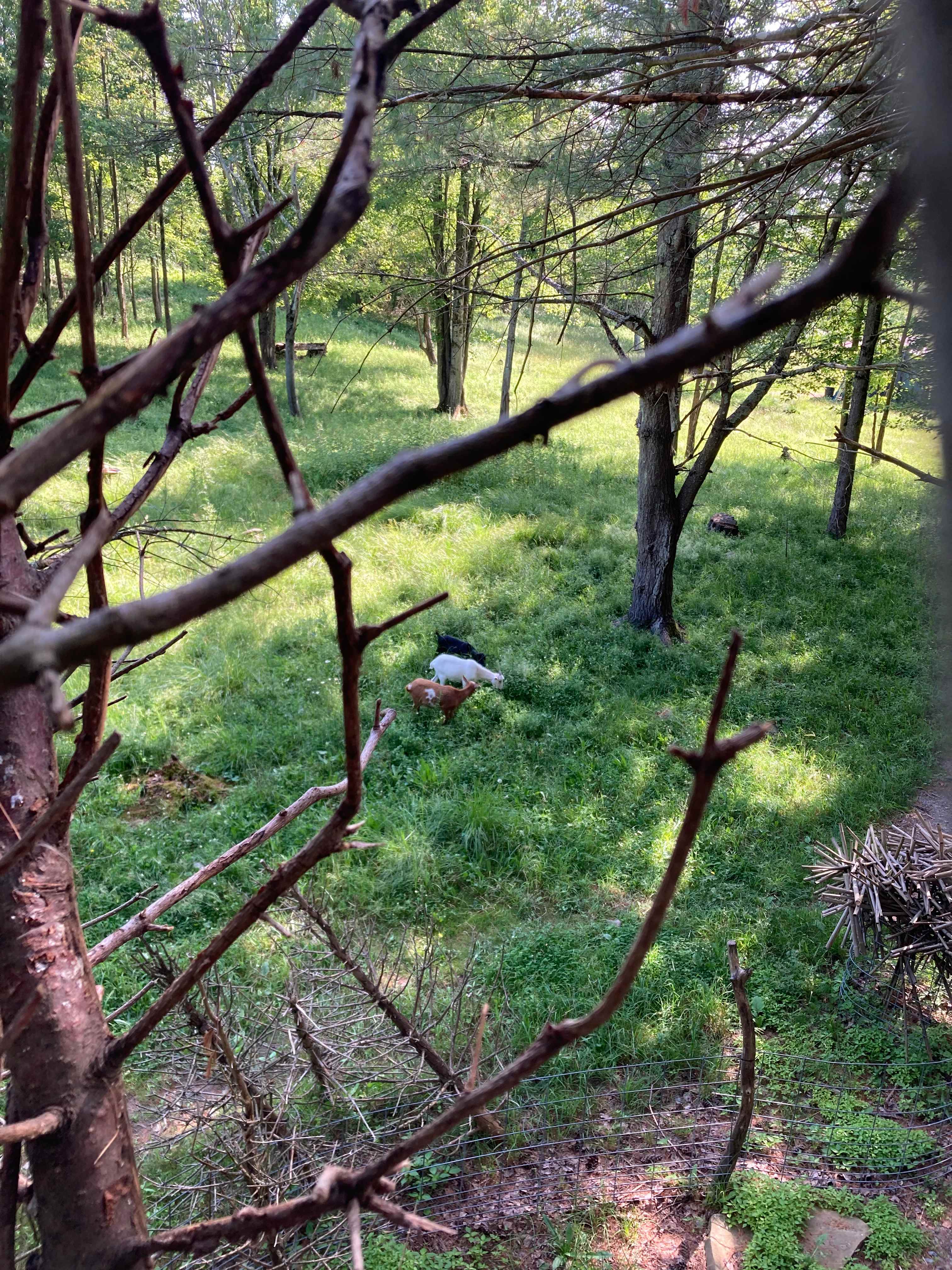 View from treehouse 