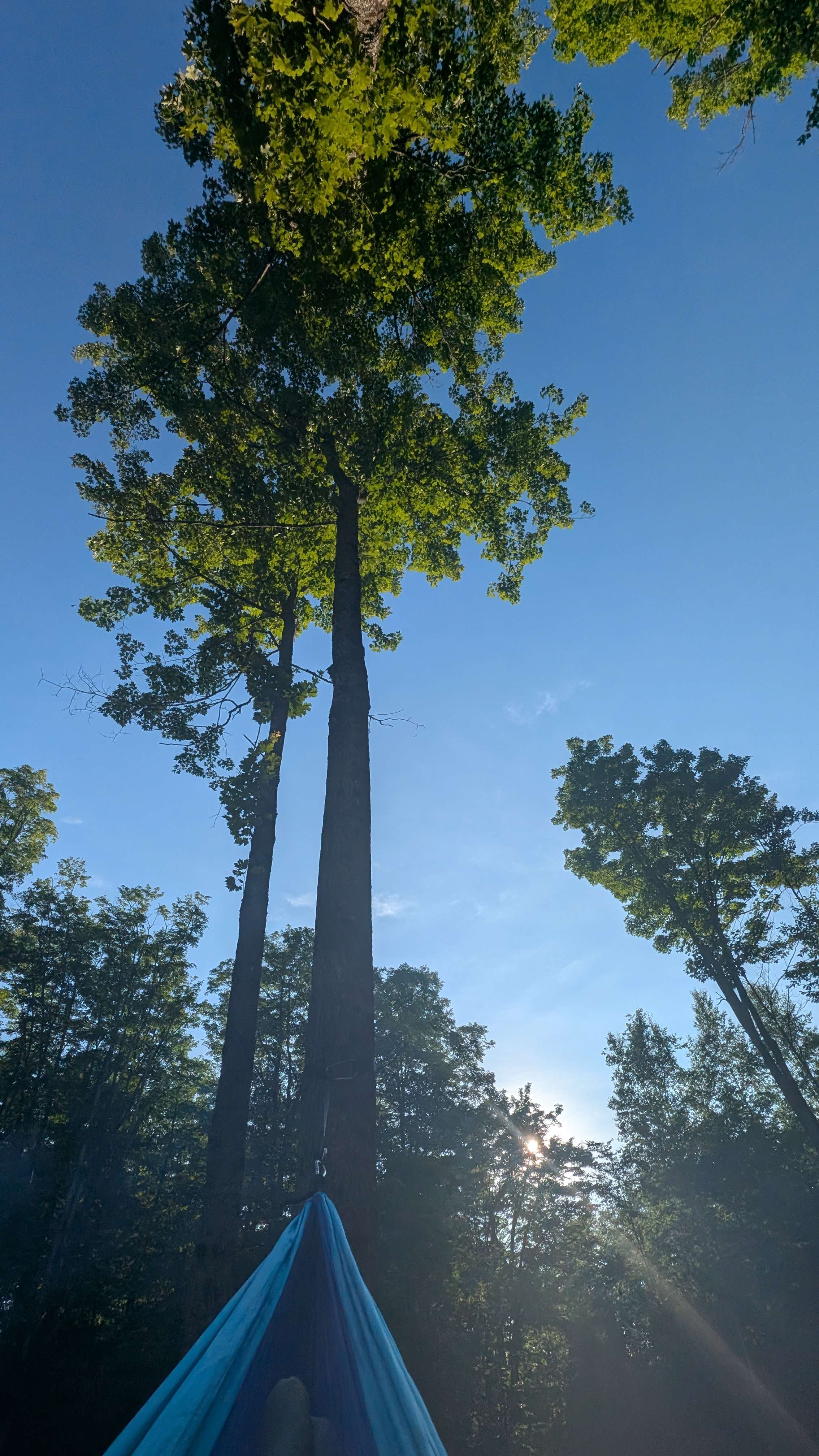 Perfect trees for a hammock
