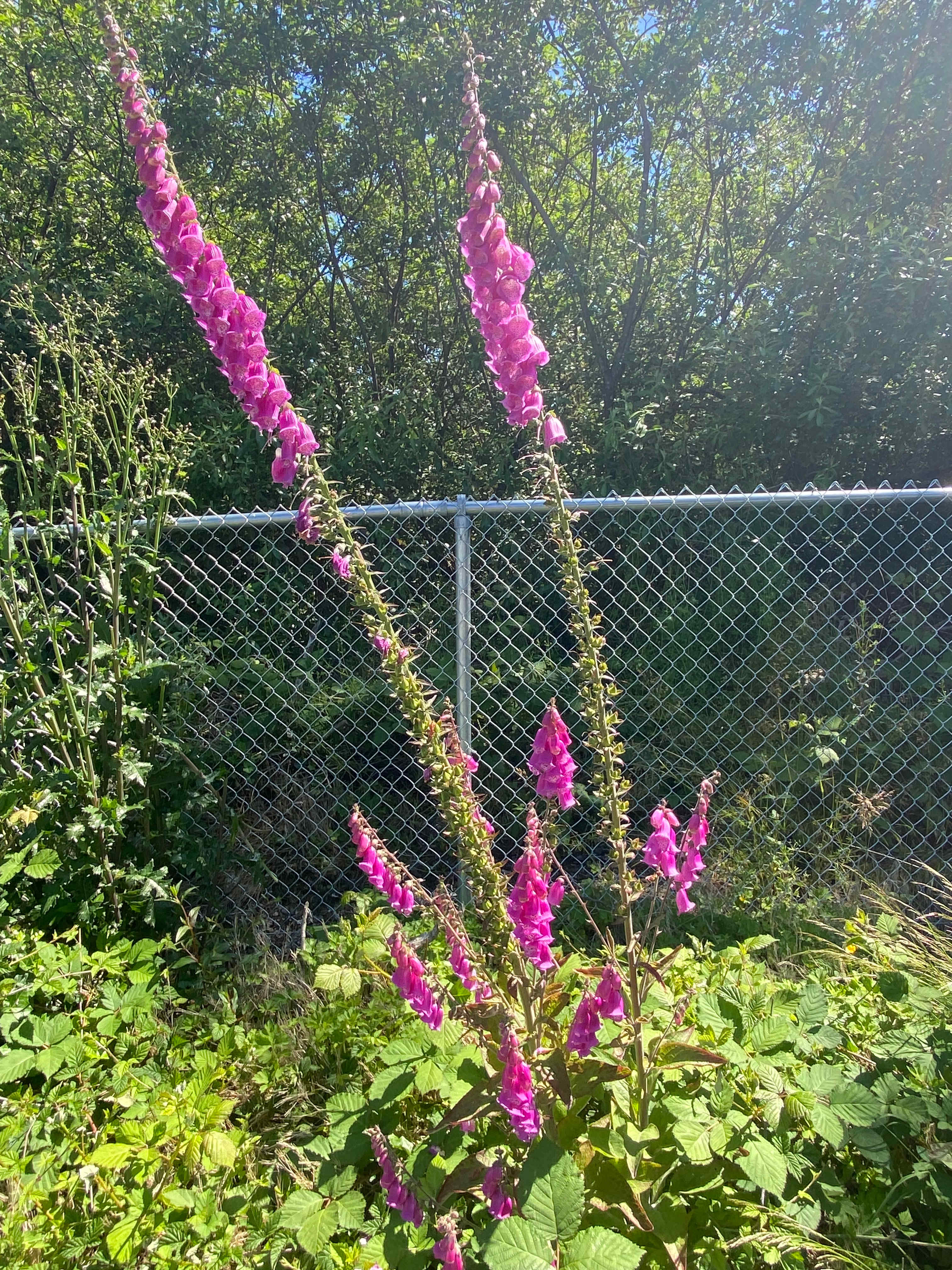 Beautiful flowers 
