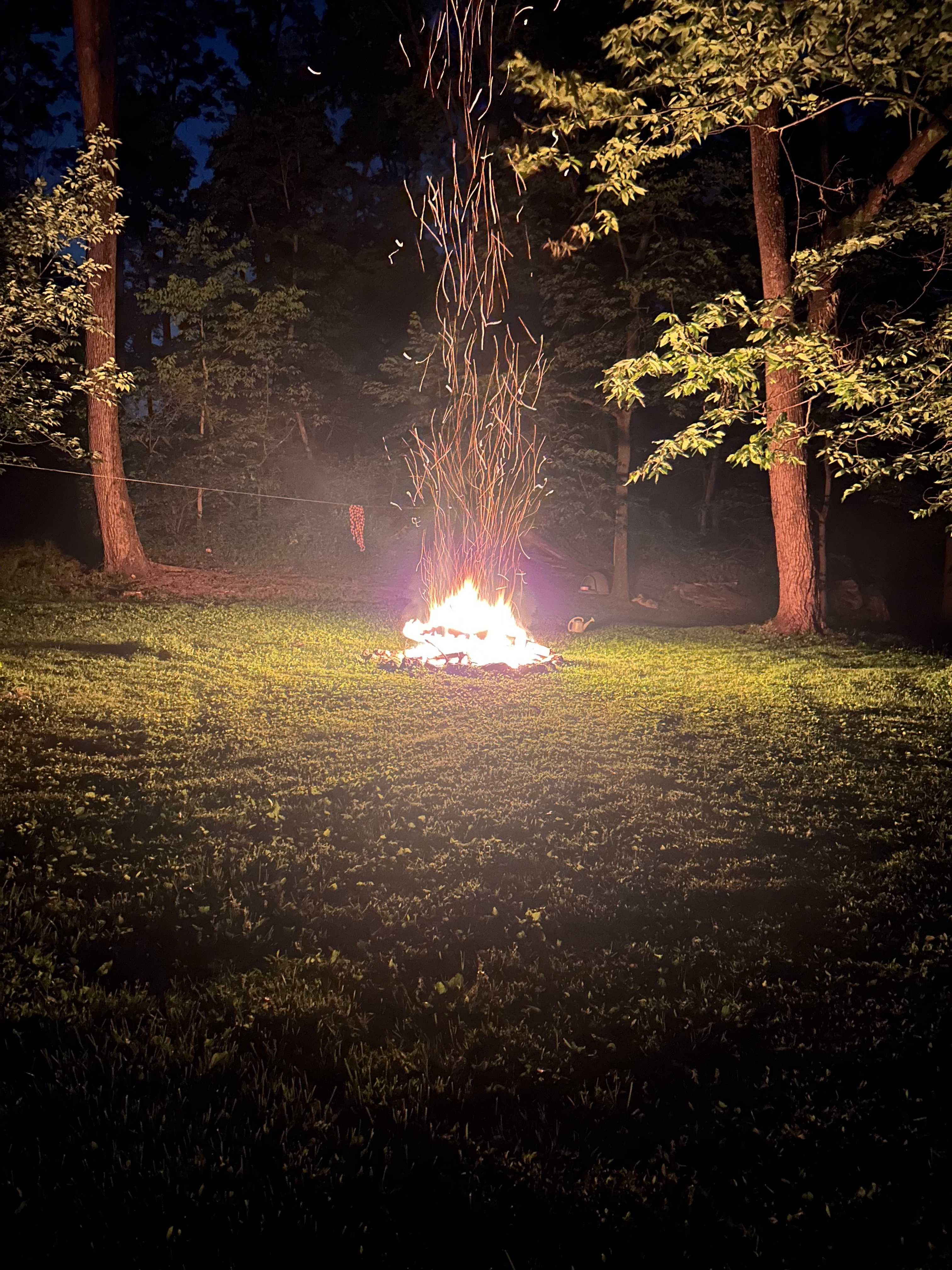 Enchanted forest