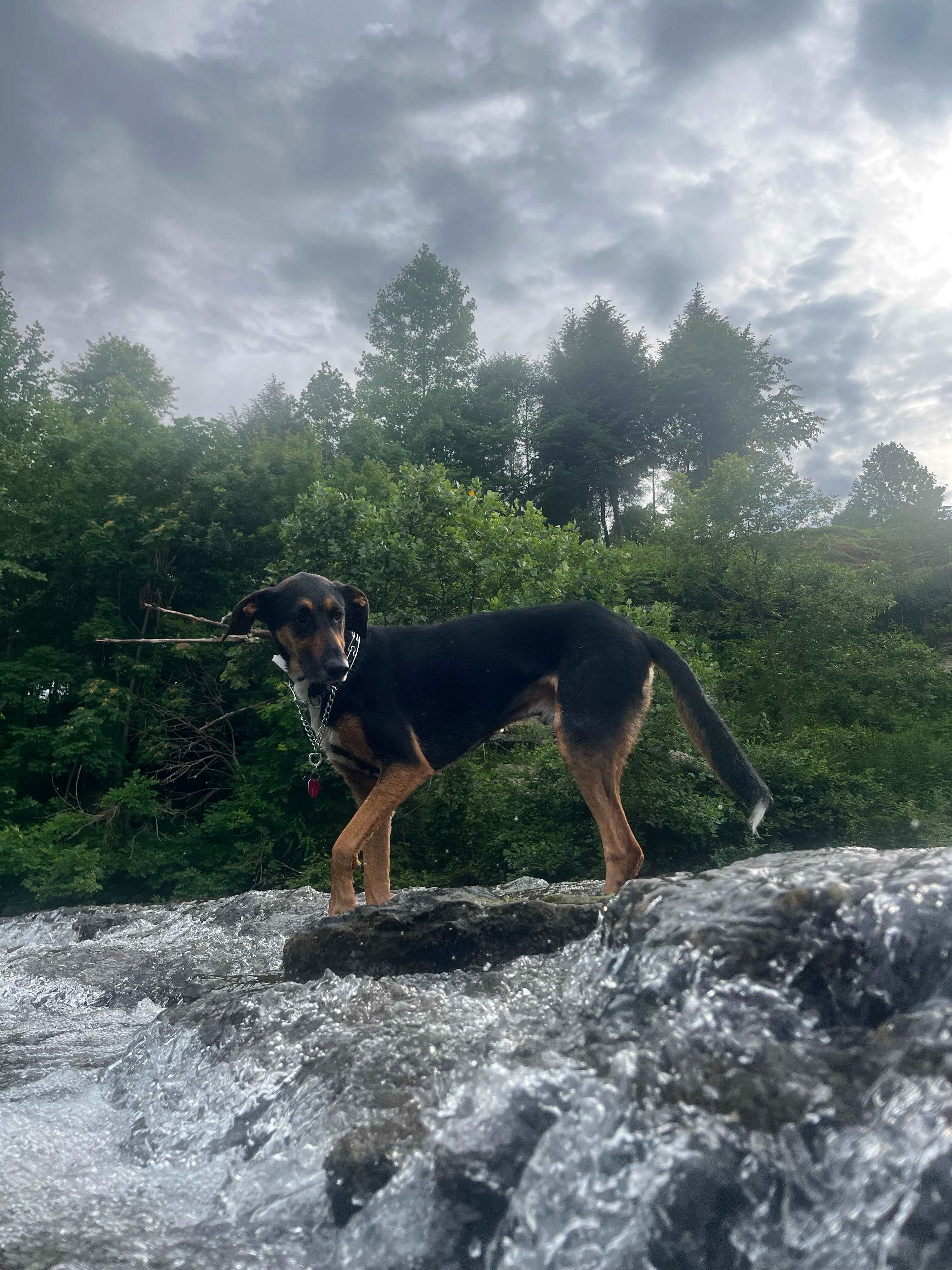 Waterloo Falls