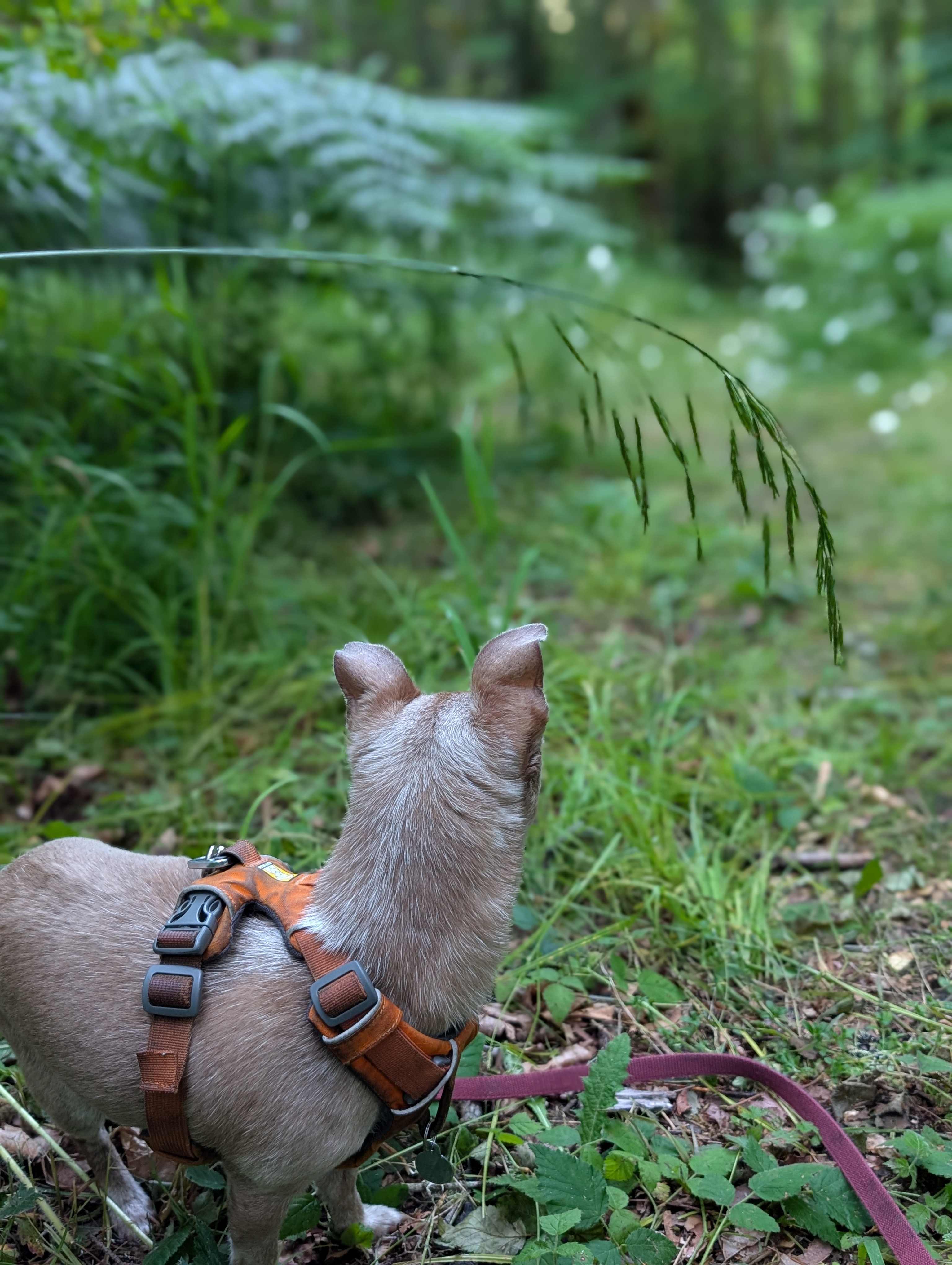 Rocky exploring the trail