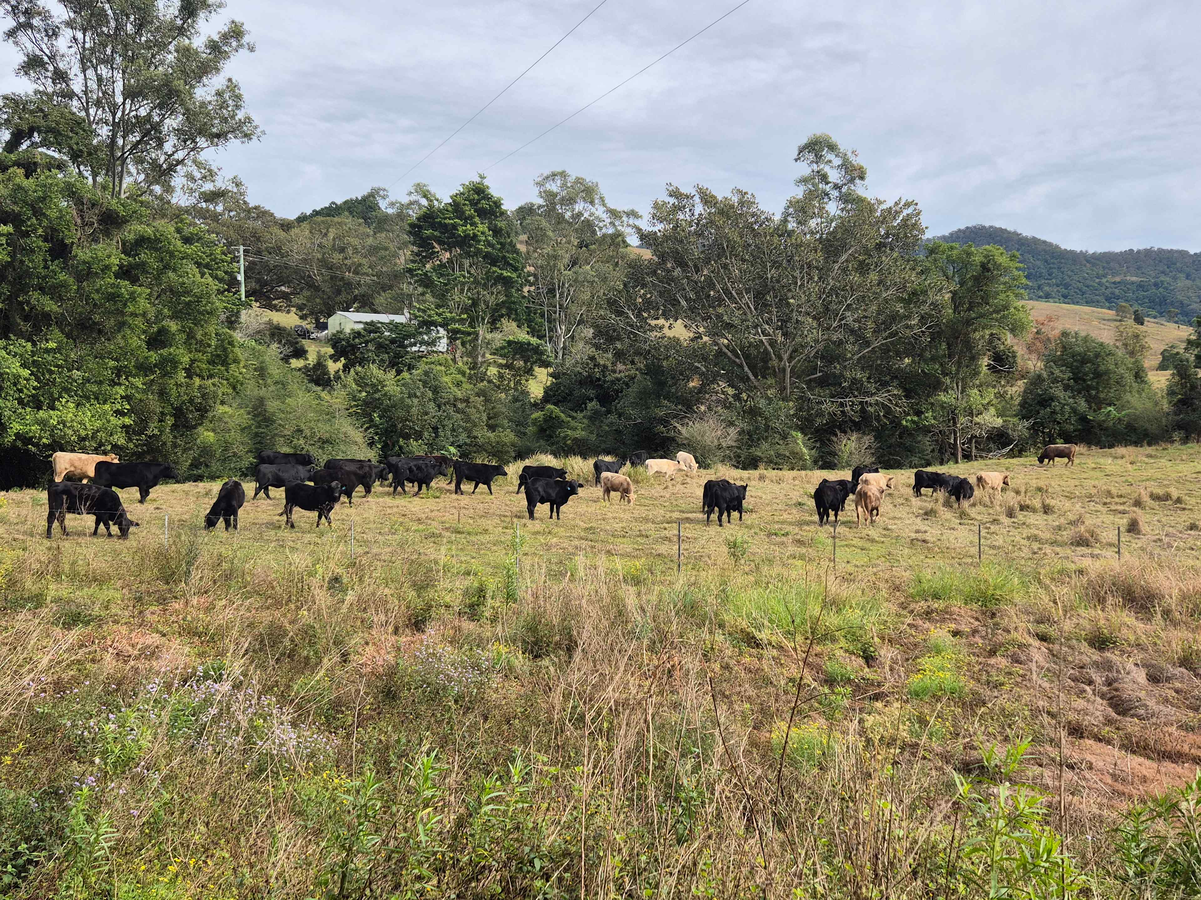 Oxley View