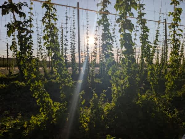 Down at the Hop Yard Camping