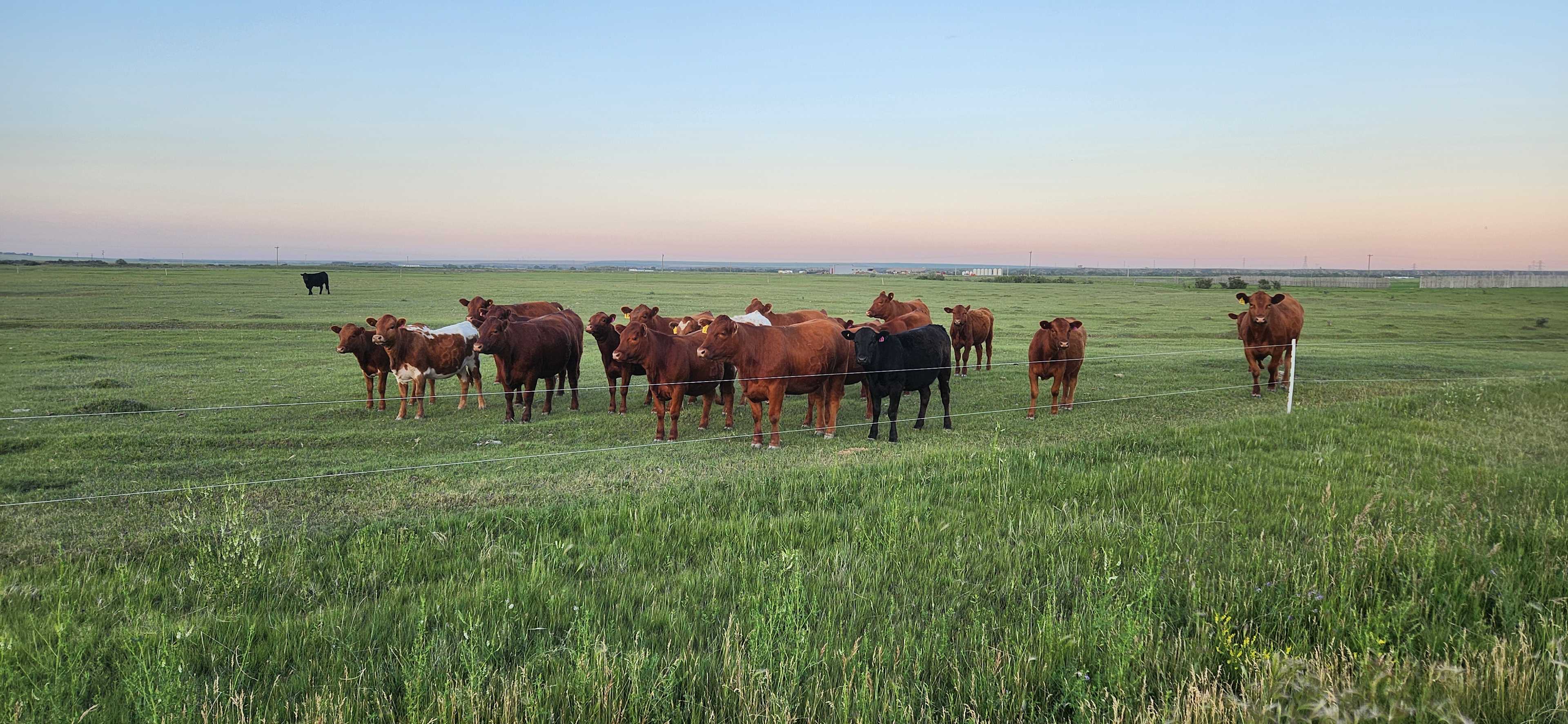 Blue Rein Ranch