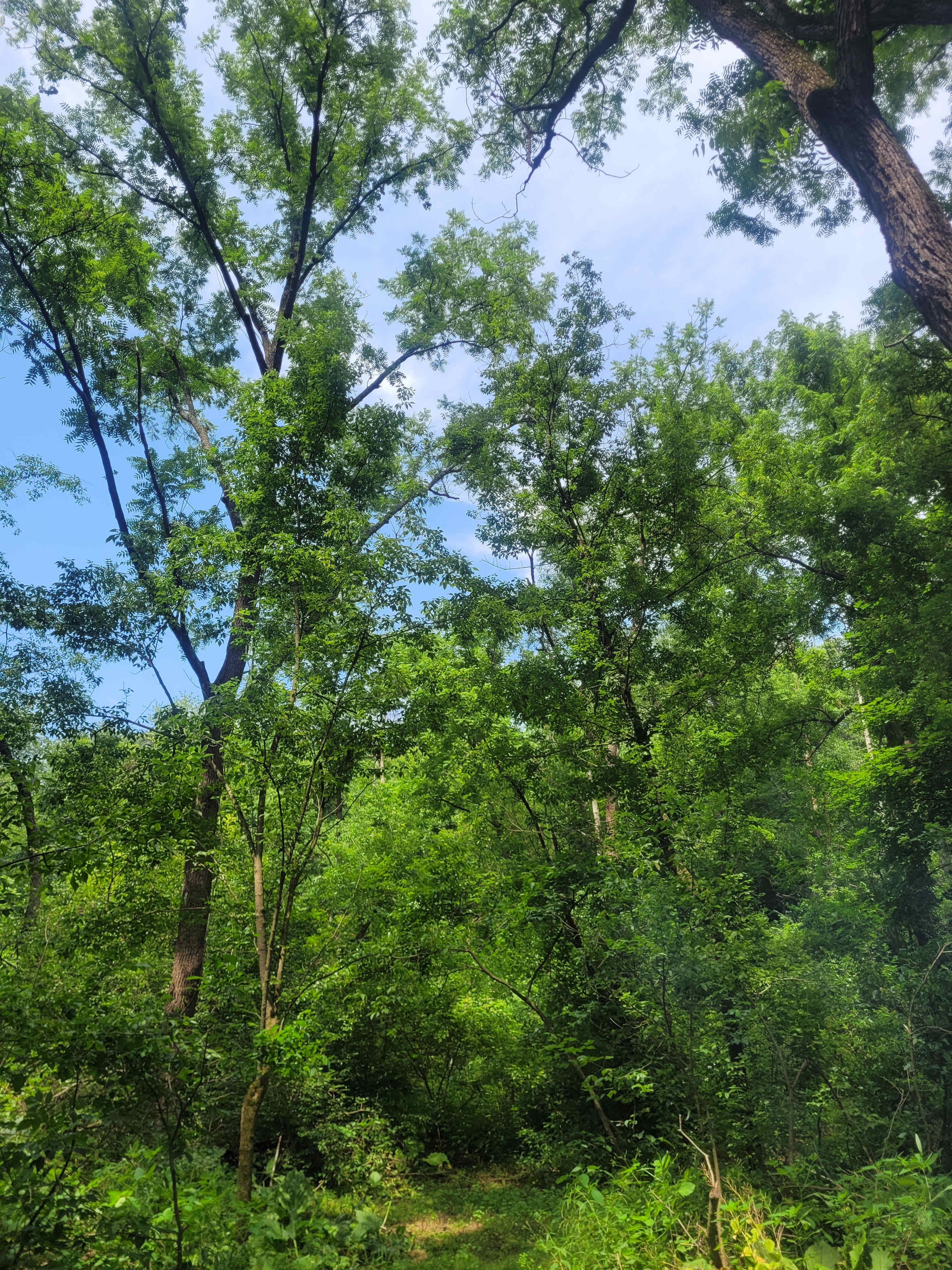 Peaceful trees..