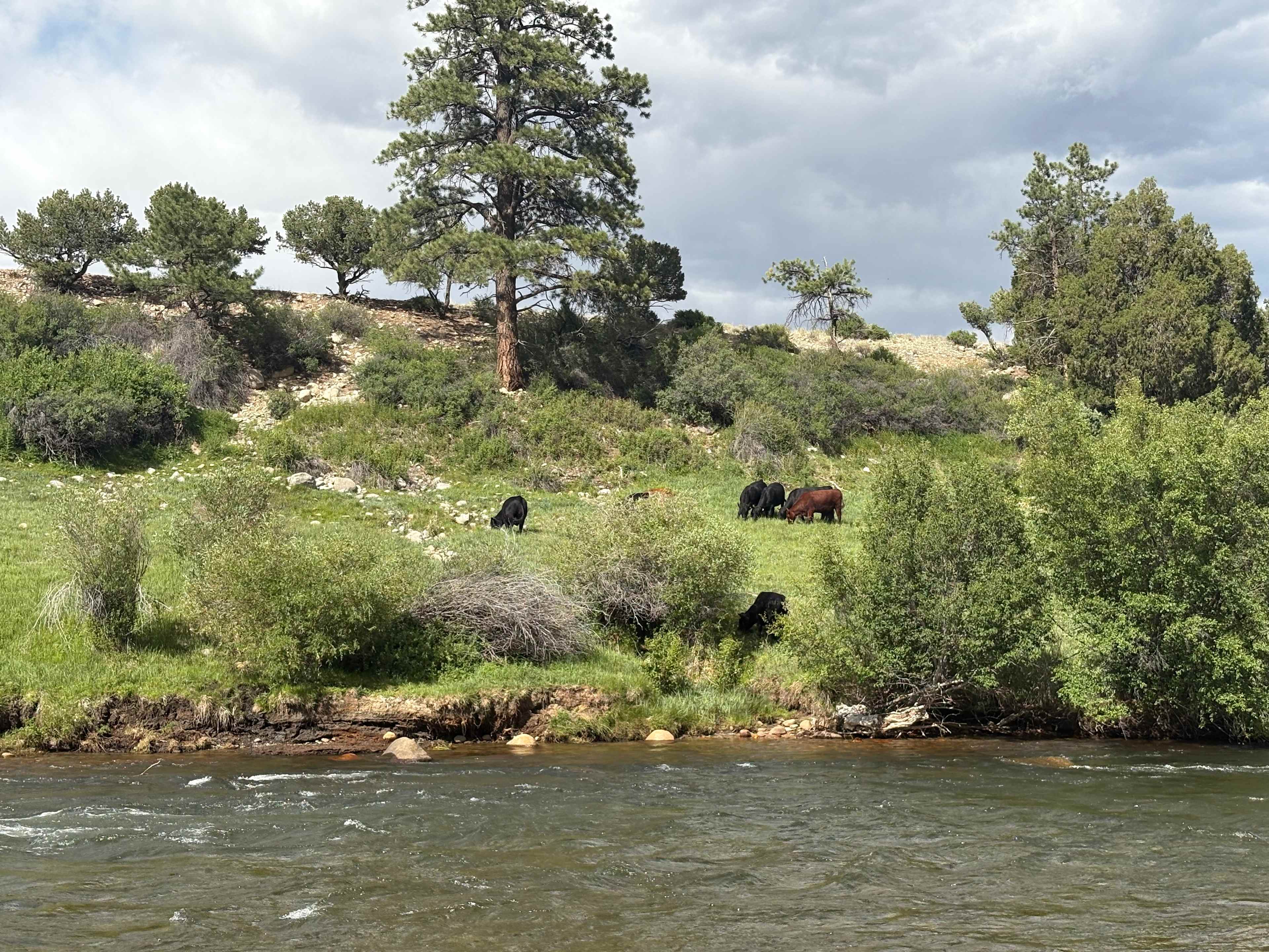 Goodview Campground at RMOC