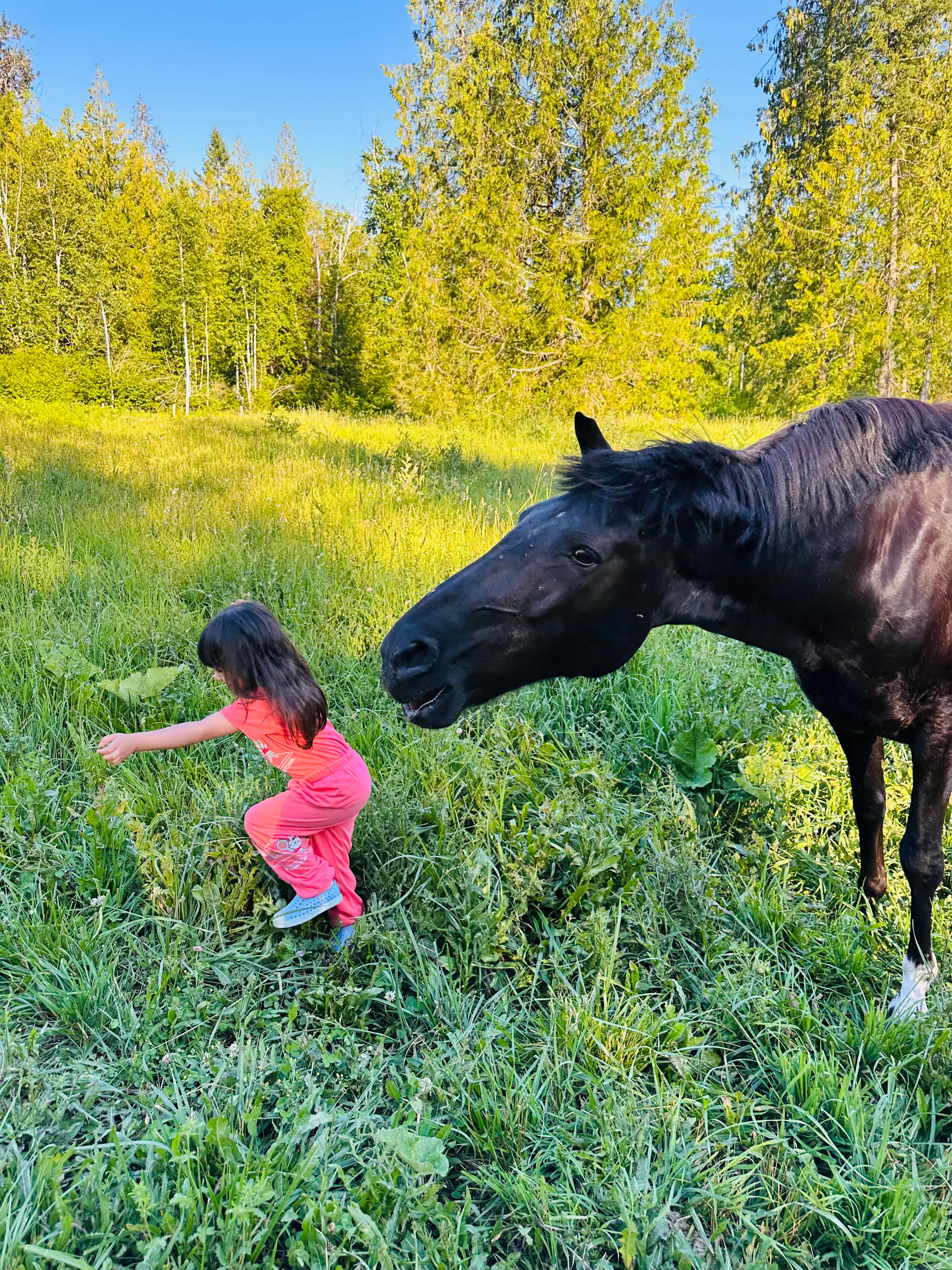 Olich Creek Farm