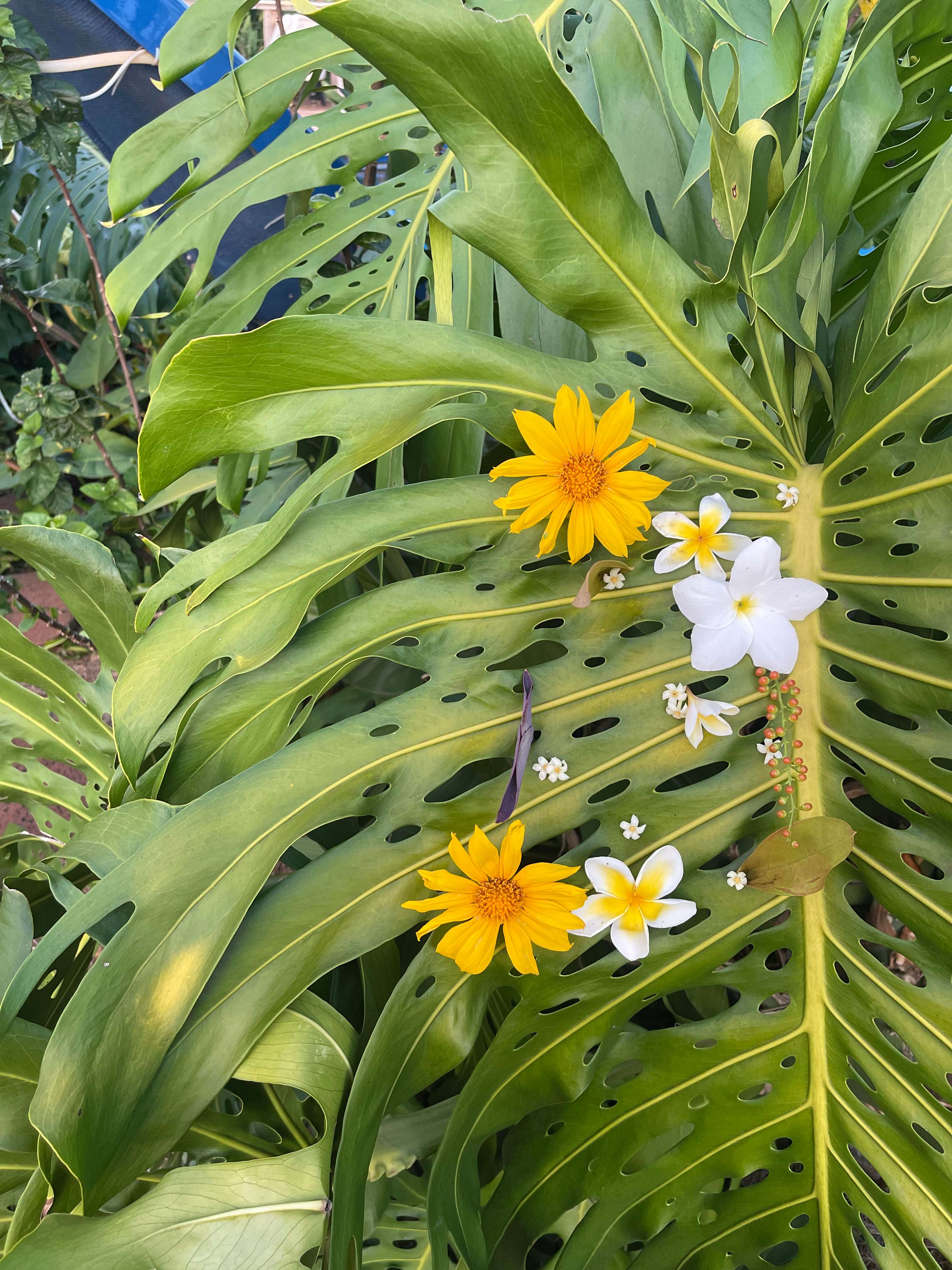 Living Circle Farms Hawaii