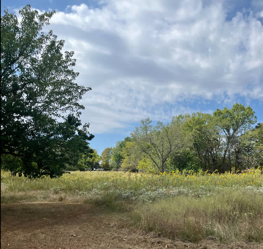 The Little Forest Nest