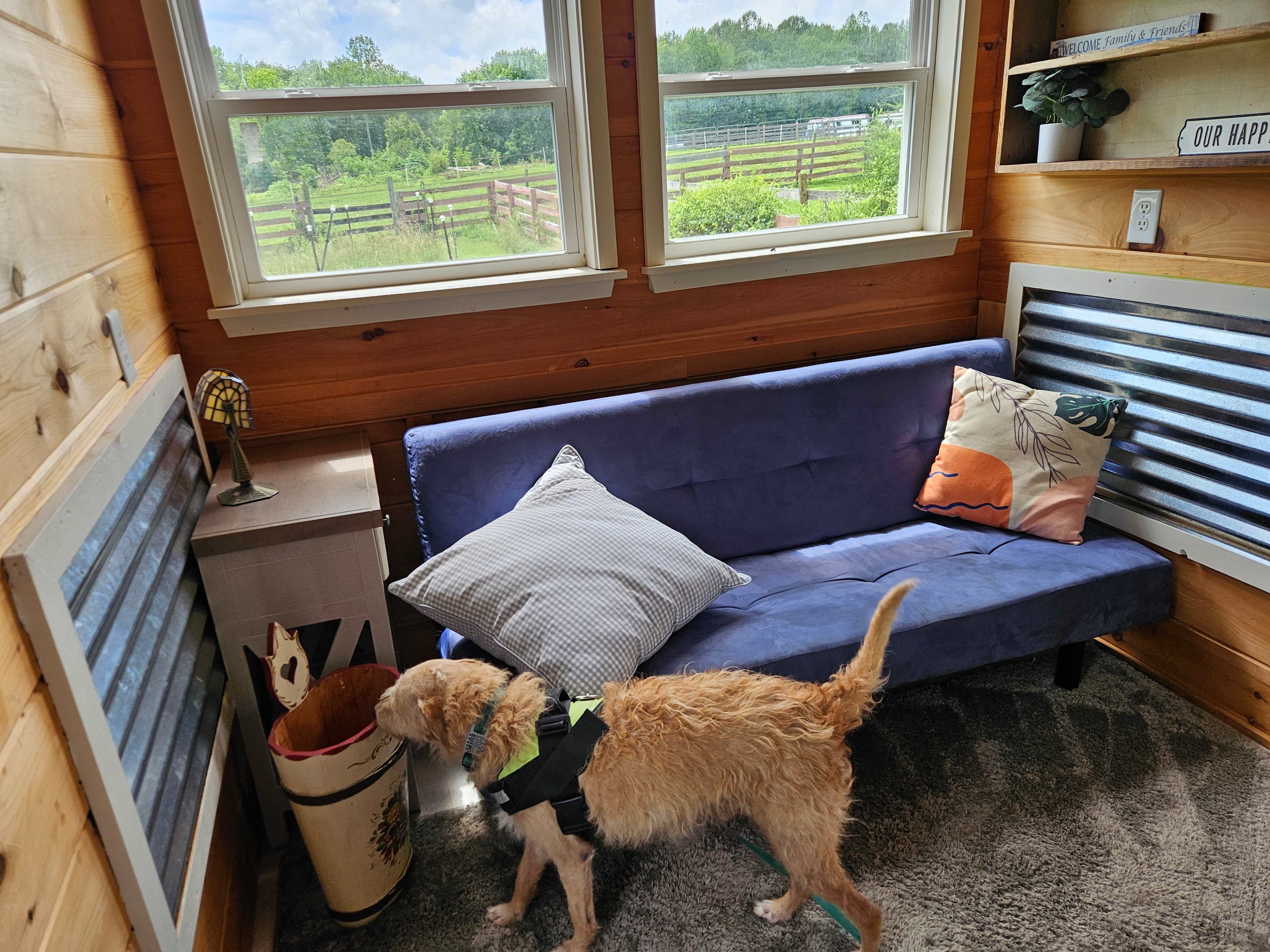 The living room area, with dog for attention