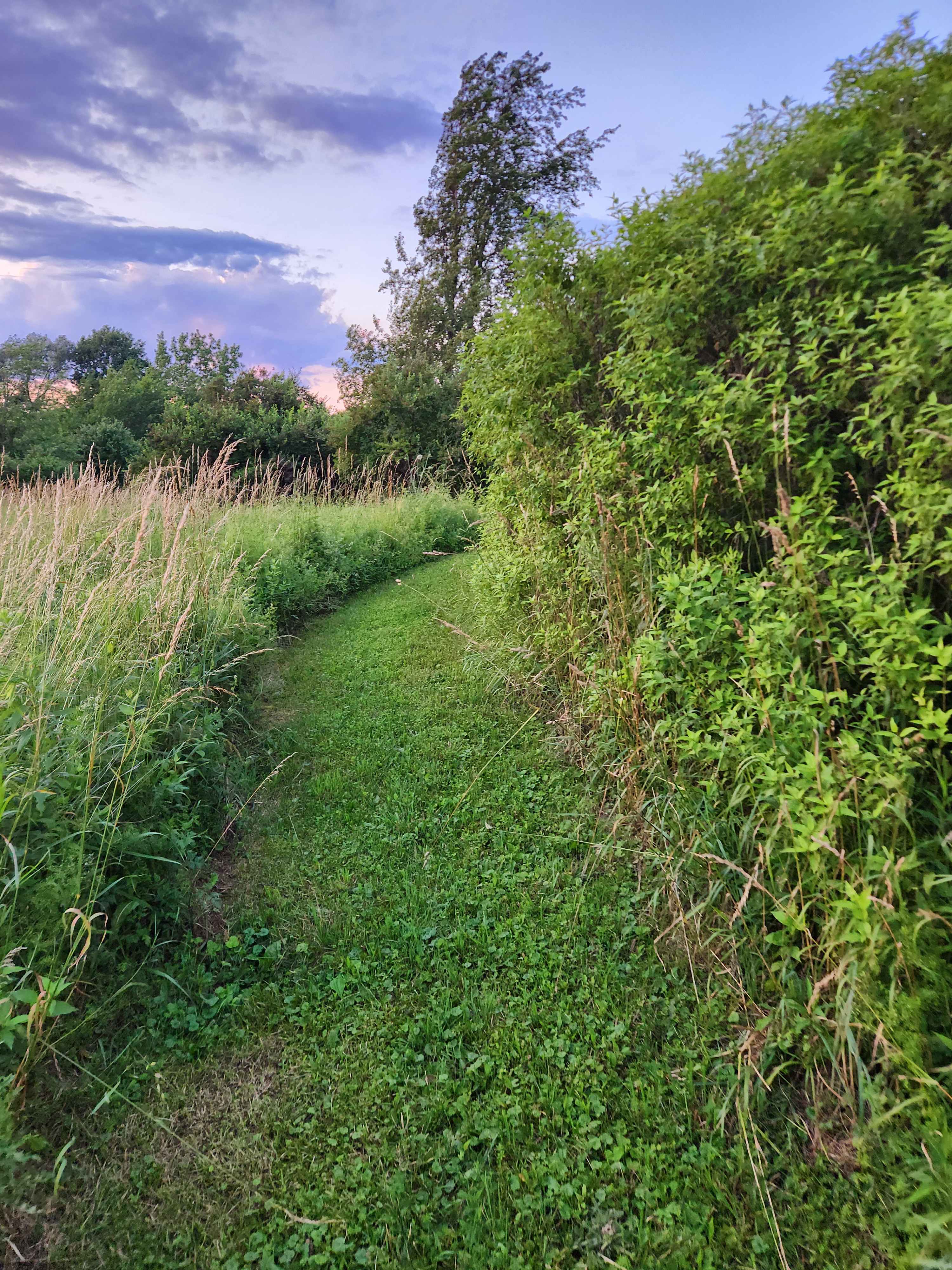 Overgrown Ridge Camp By Letchworth