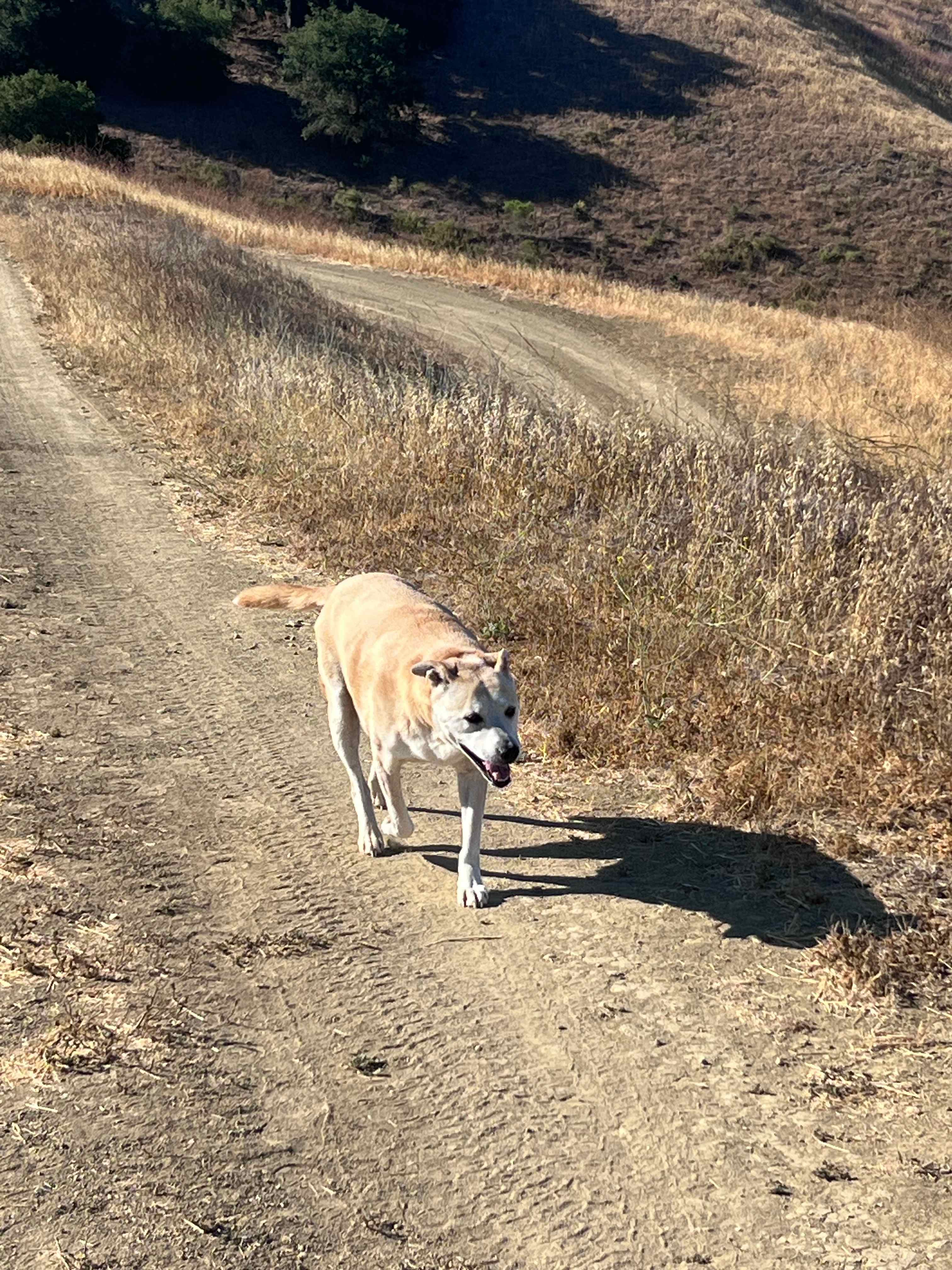 Our puppa 