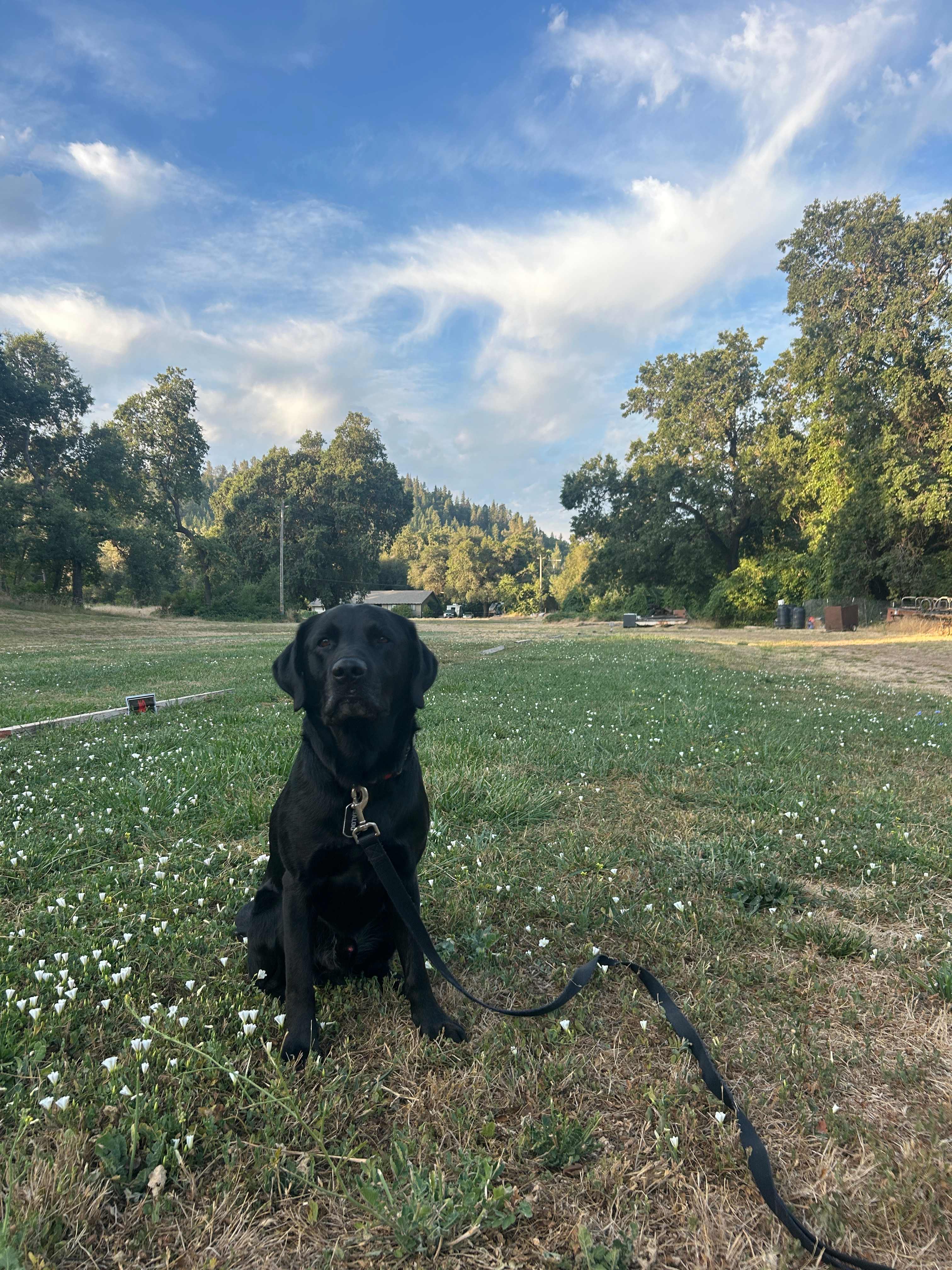 the meadow