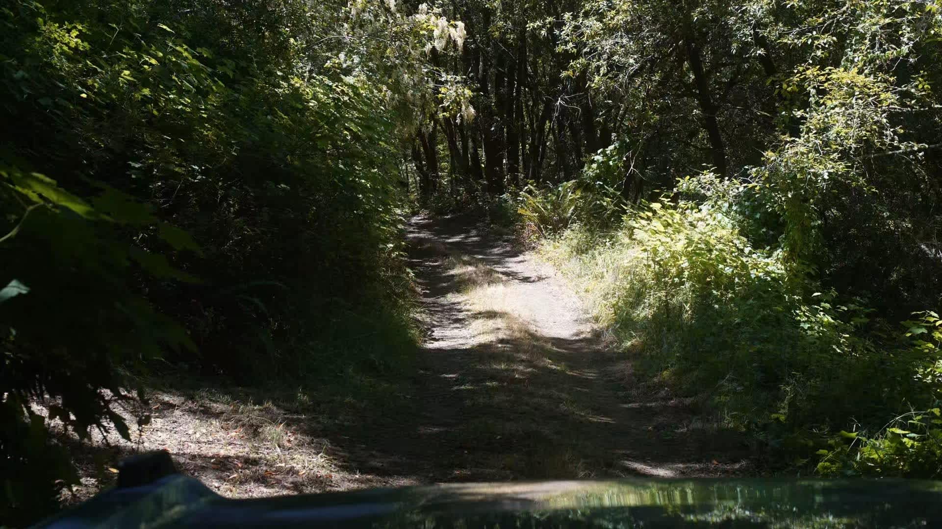 Trail leading to redwood campsites