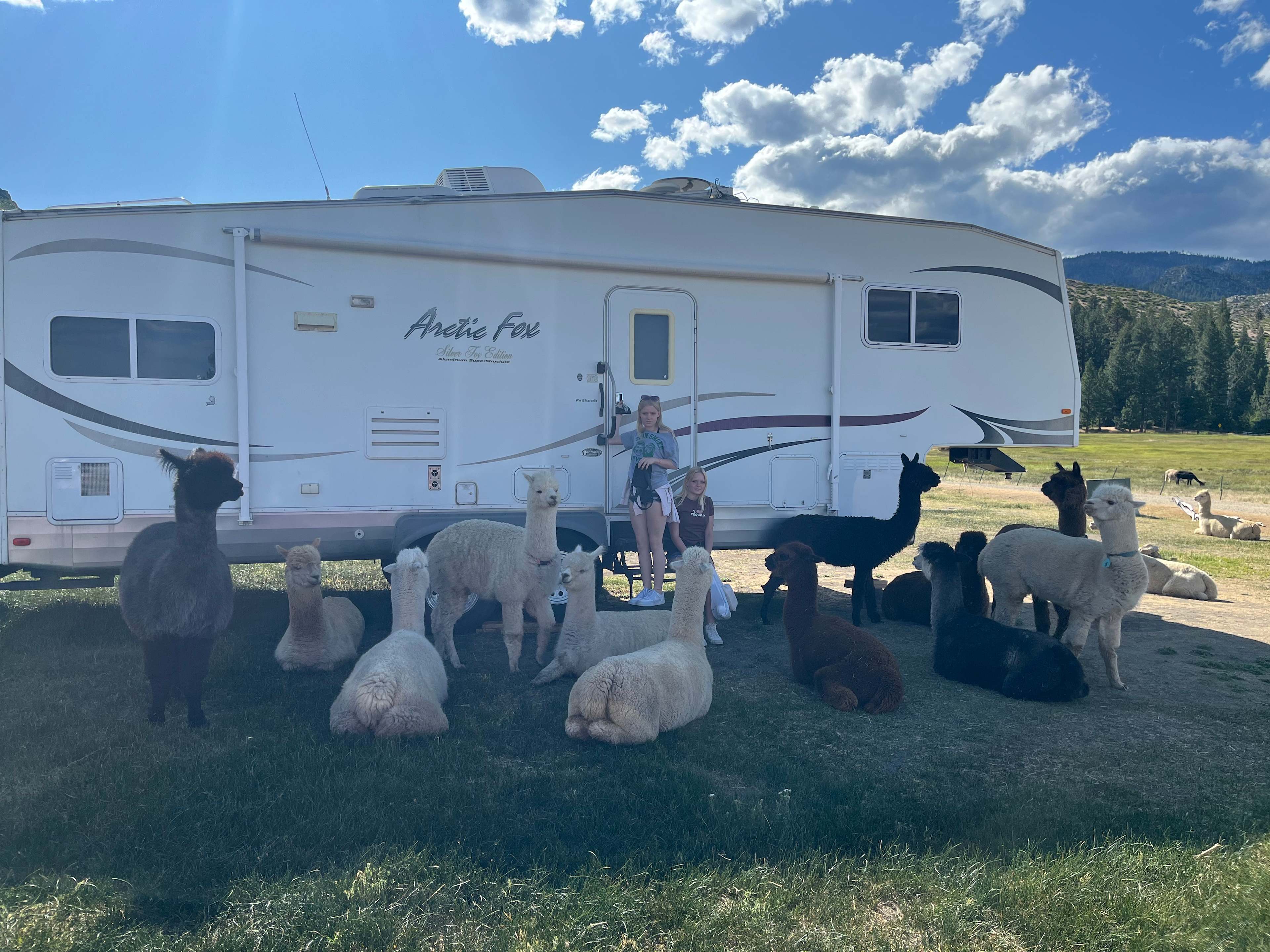 L.Davis Ranch and Olde LYFE Alpacas