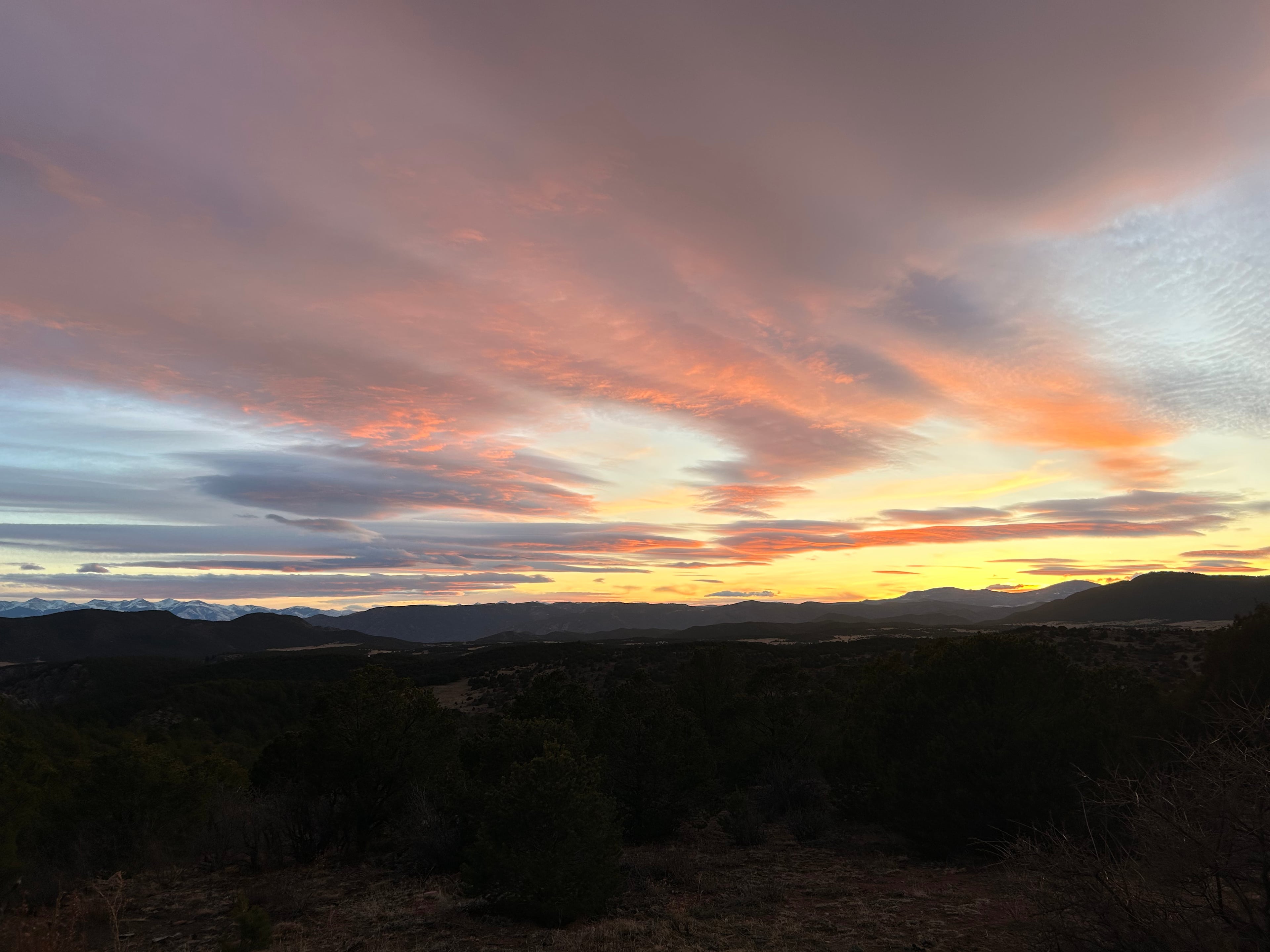 High Desert Rose
