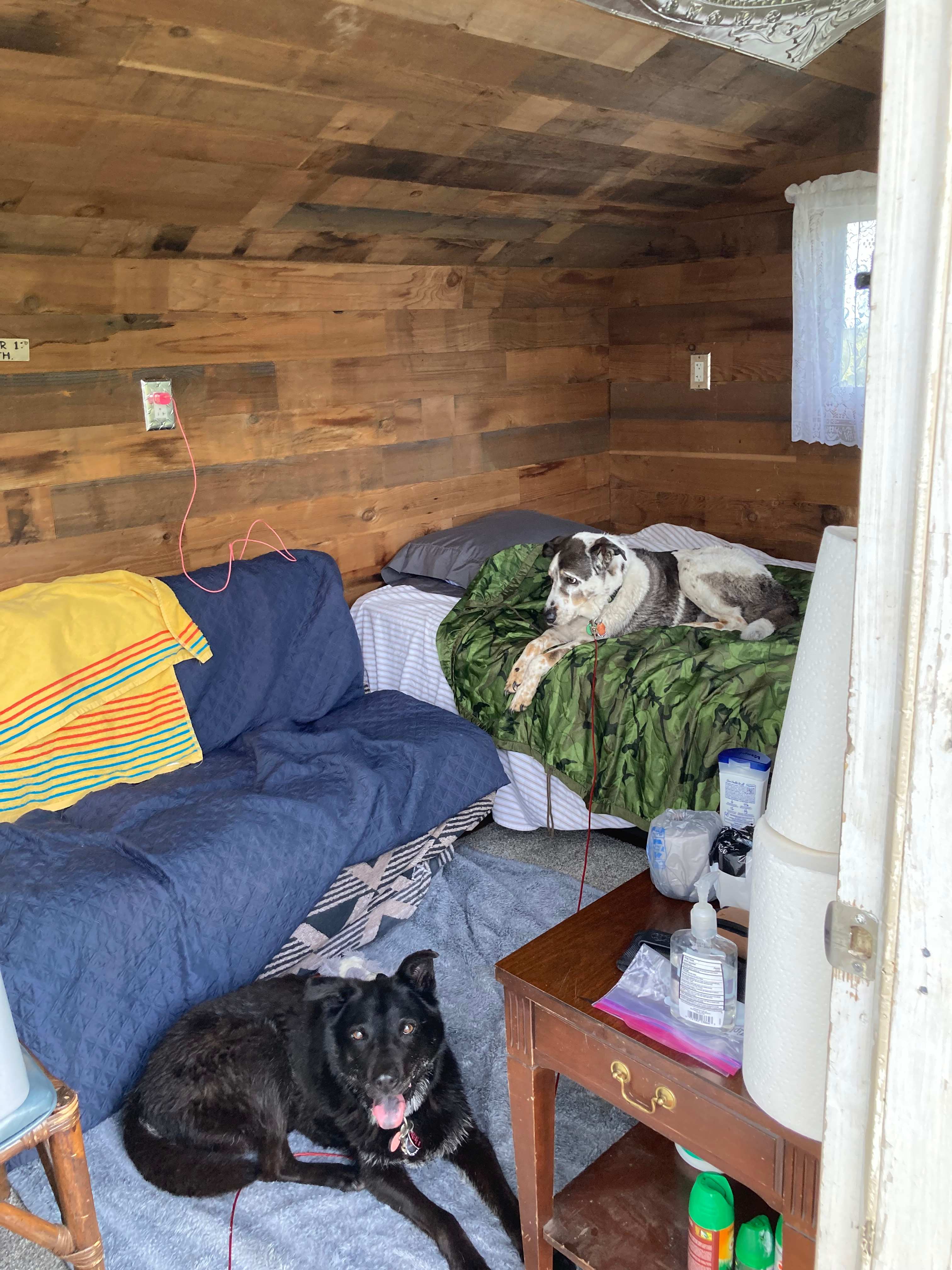 My dogs taking over the cabin