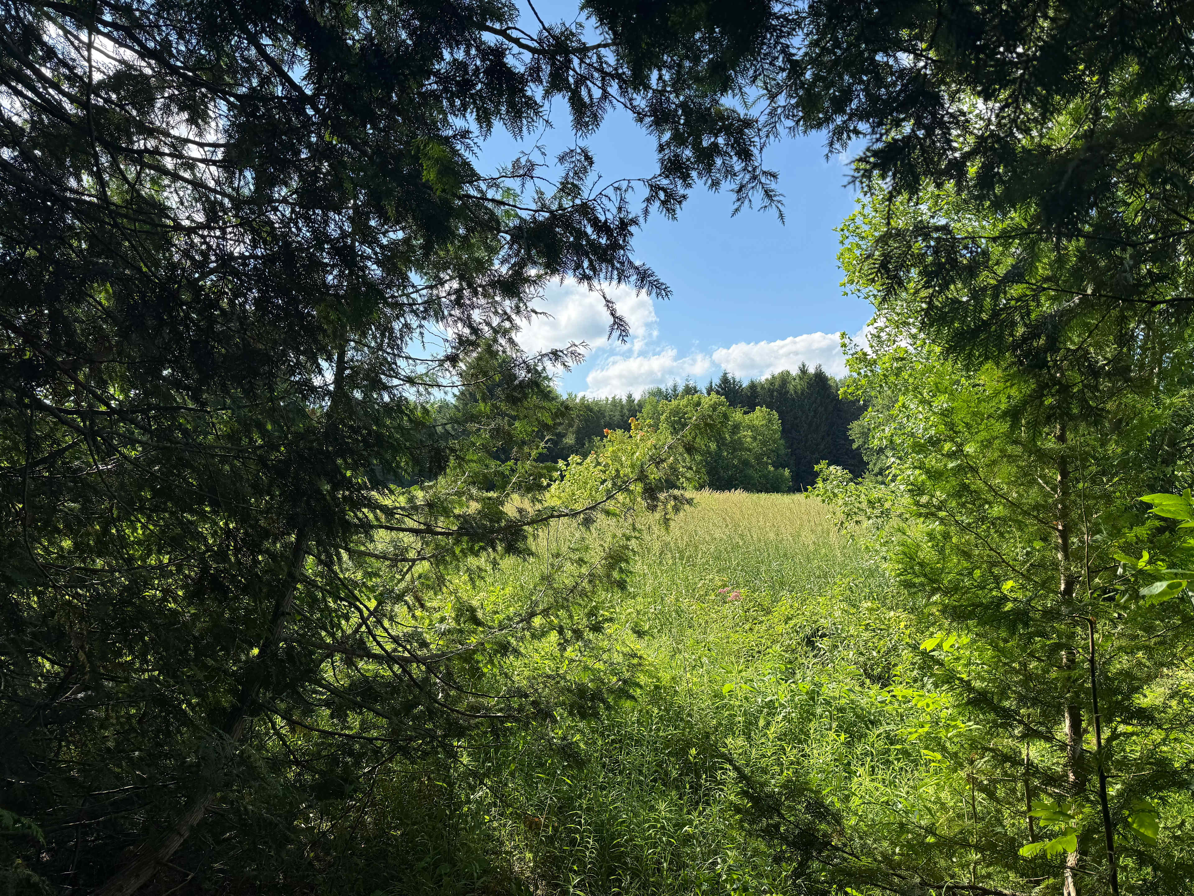 Cedar Banks