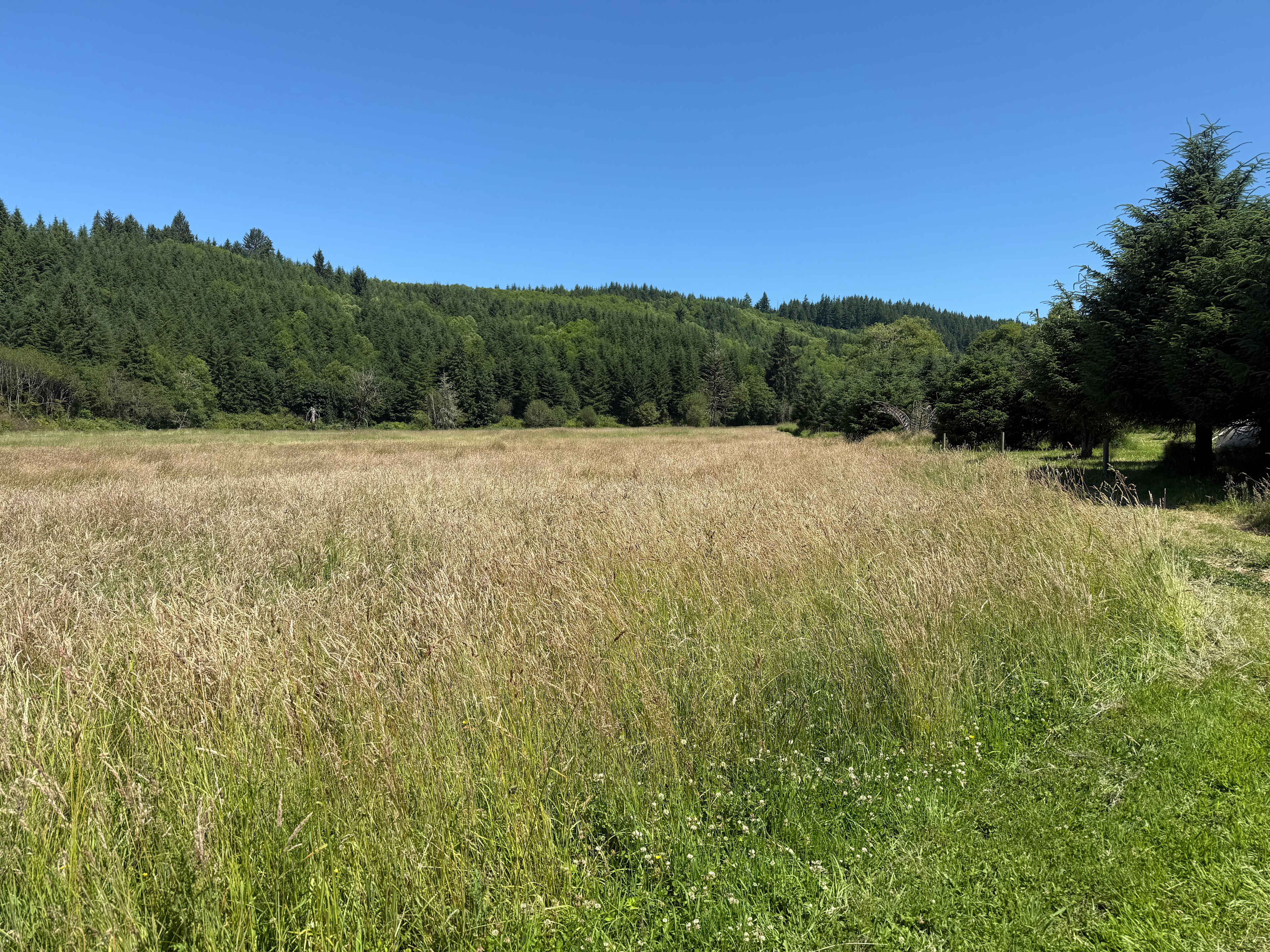 Field