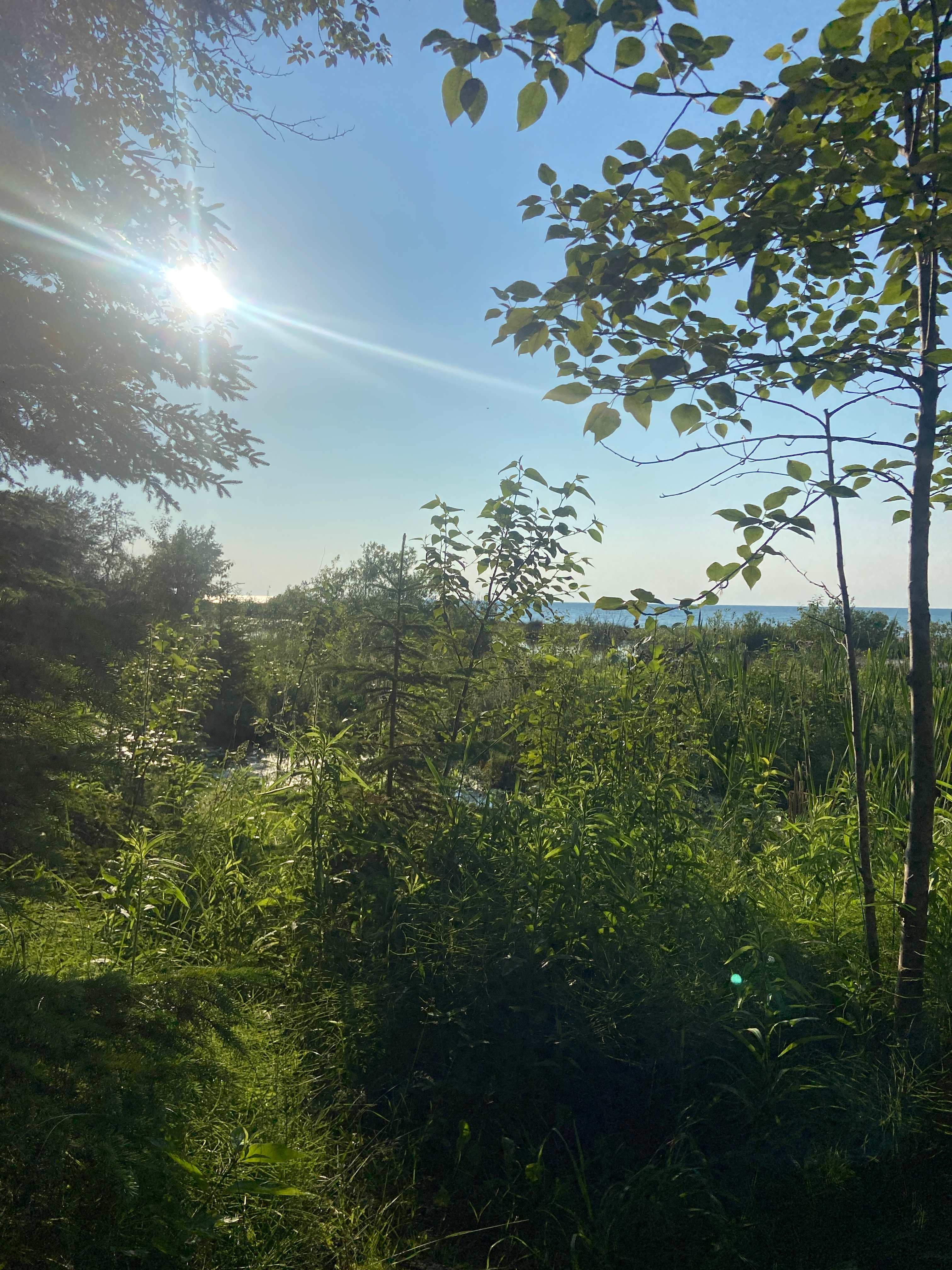 The view from the fire pit. 