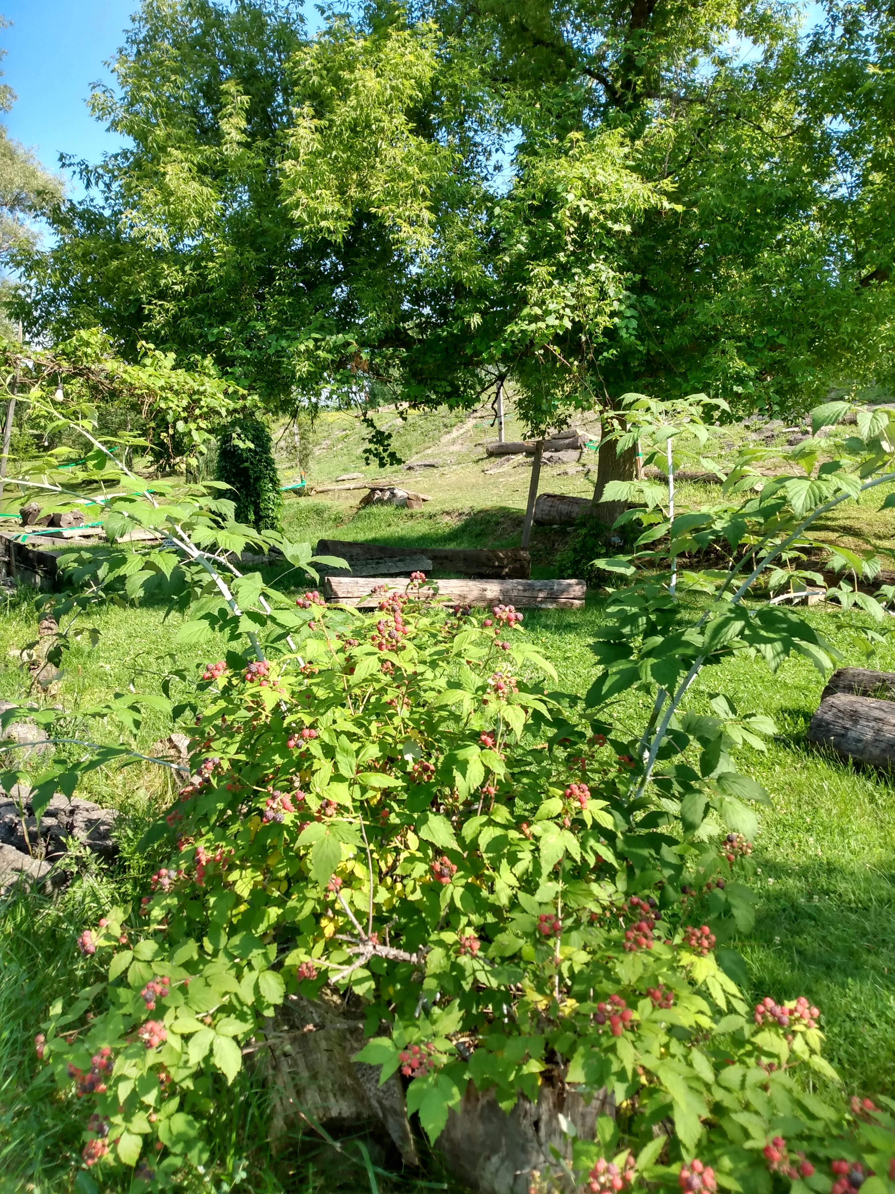 Sam's breakfast (wild black raspberries on Obstacle Course)