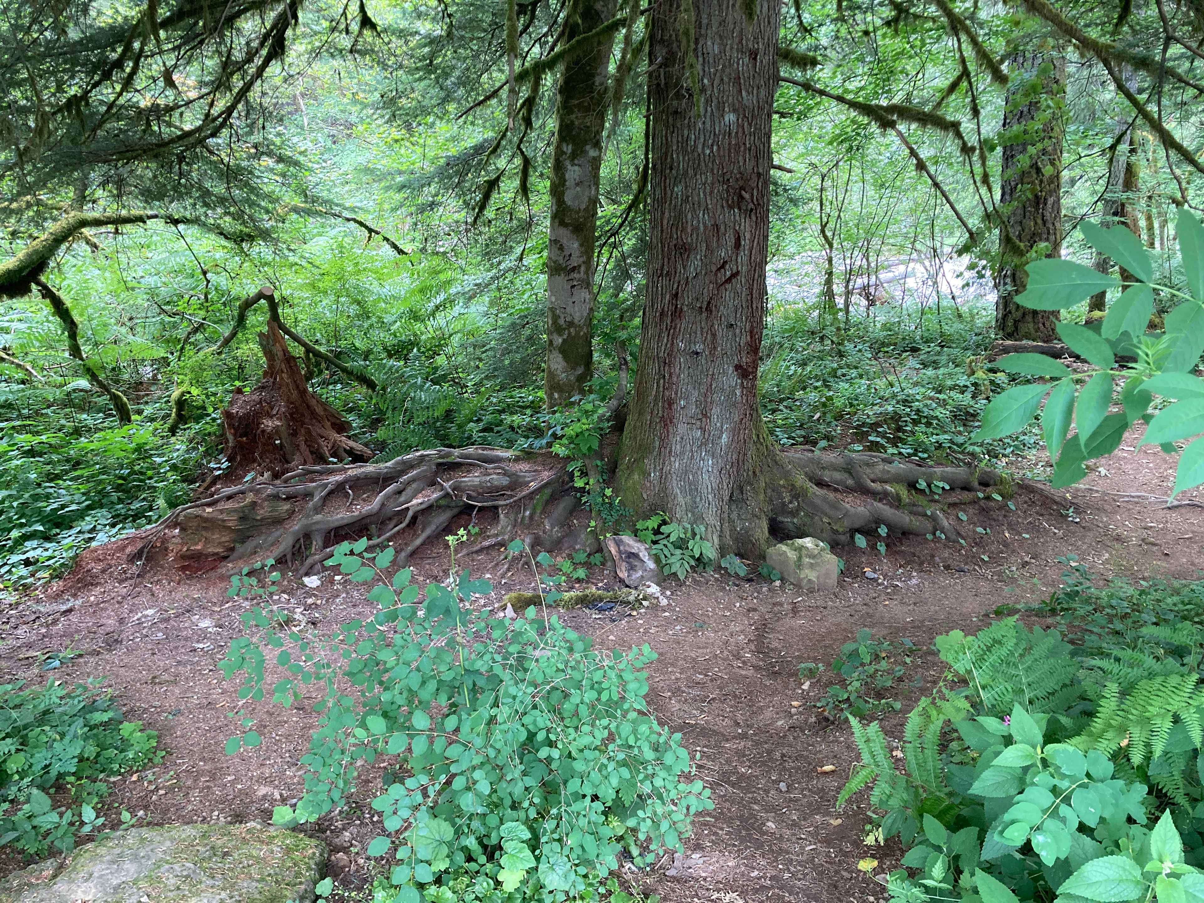 Shady glen below Site One (hammock haven!)
