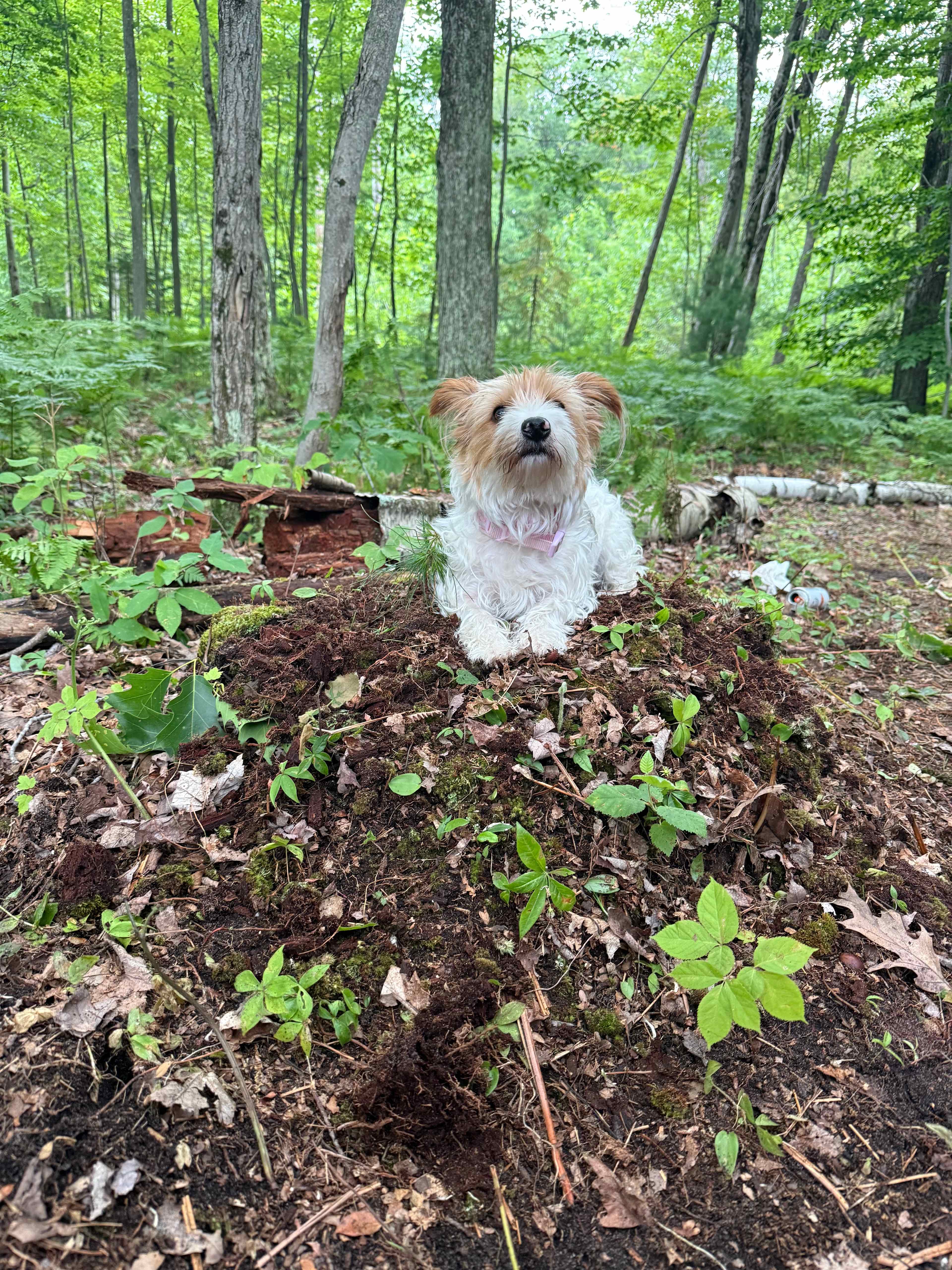 Lake Huron Wooded Retreat 🚗🏕️🏖️