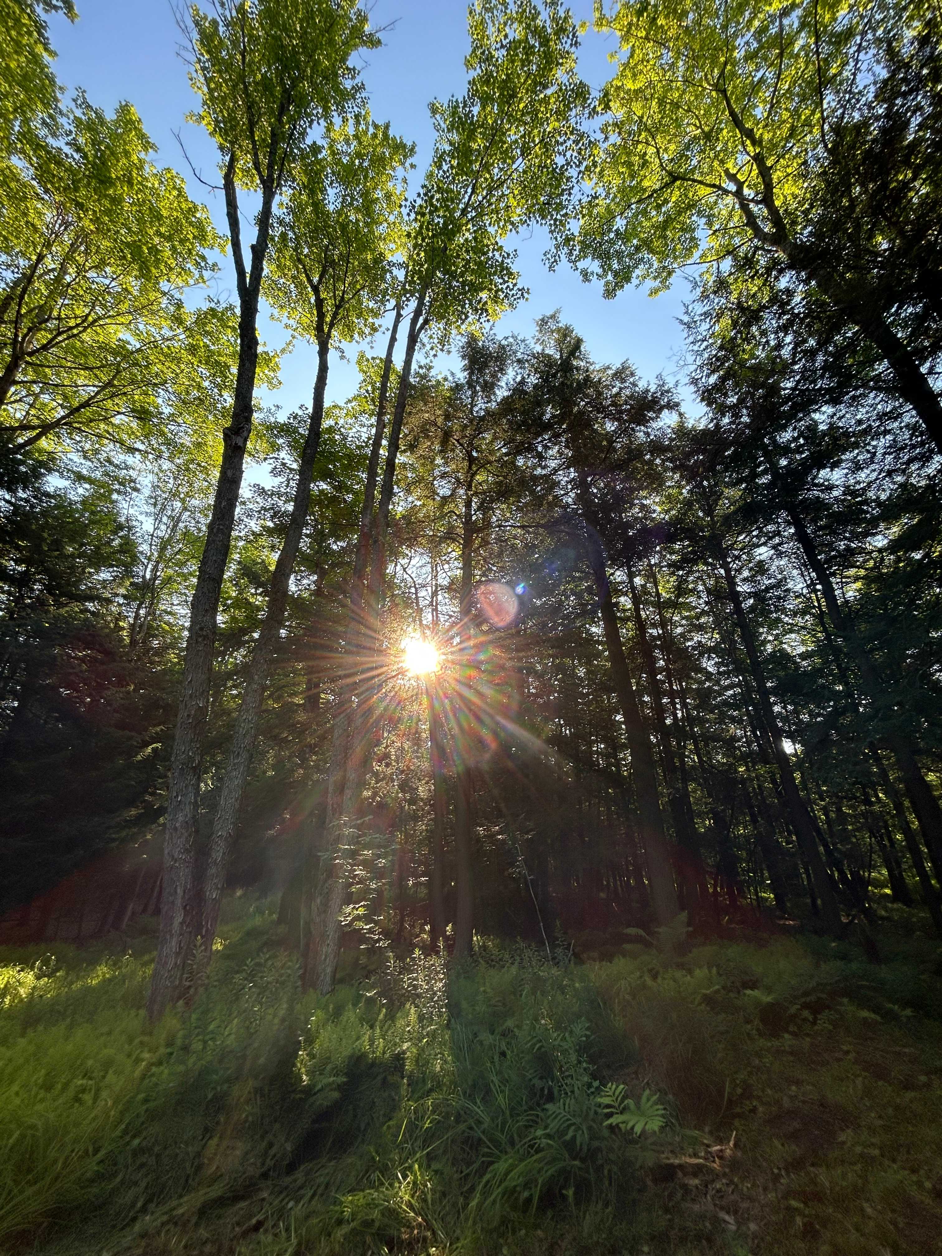 Lean-to in quiet forest