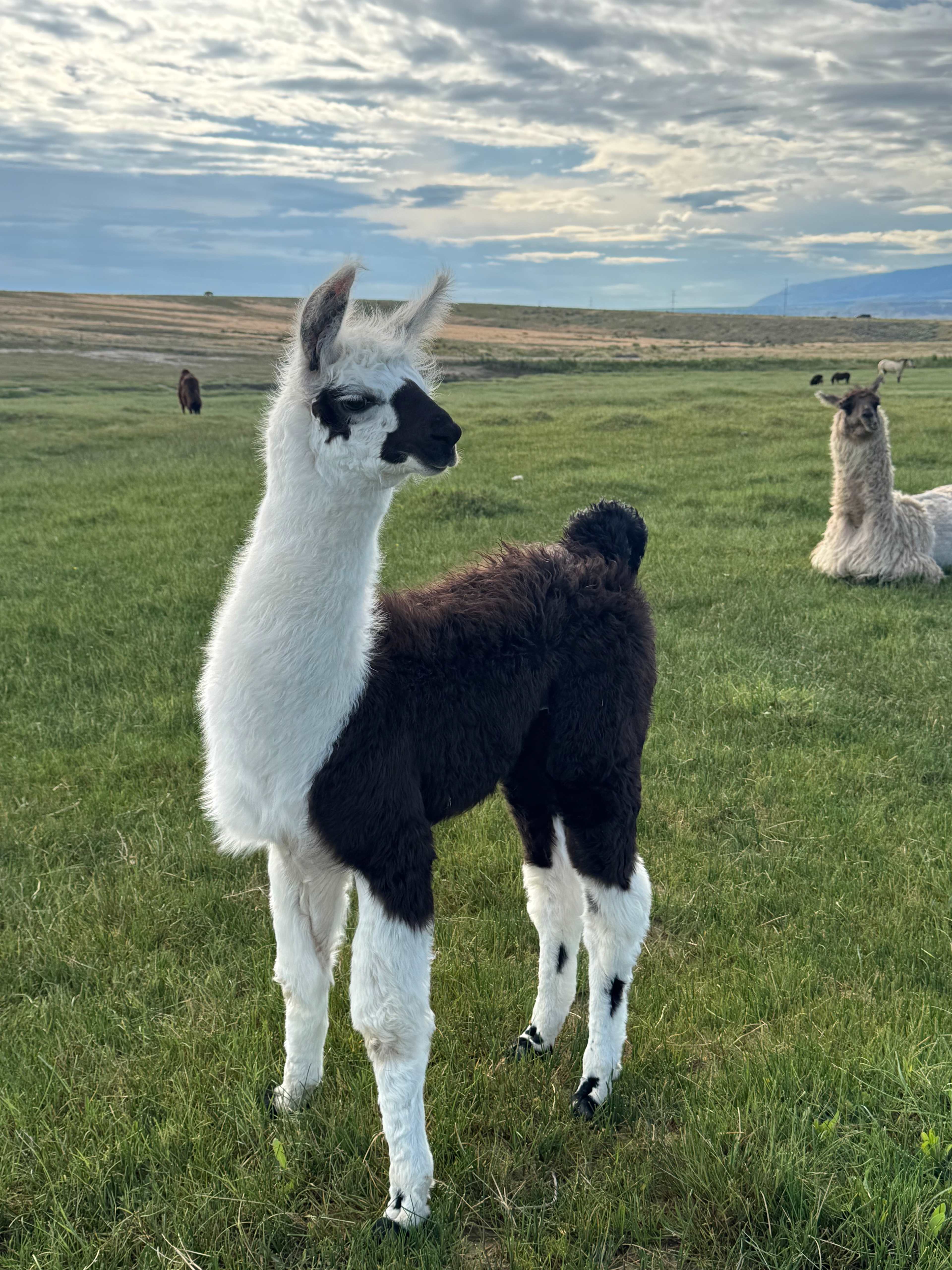 Cloud Peak Llama and alpaca ranch