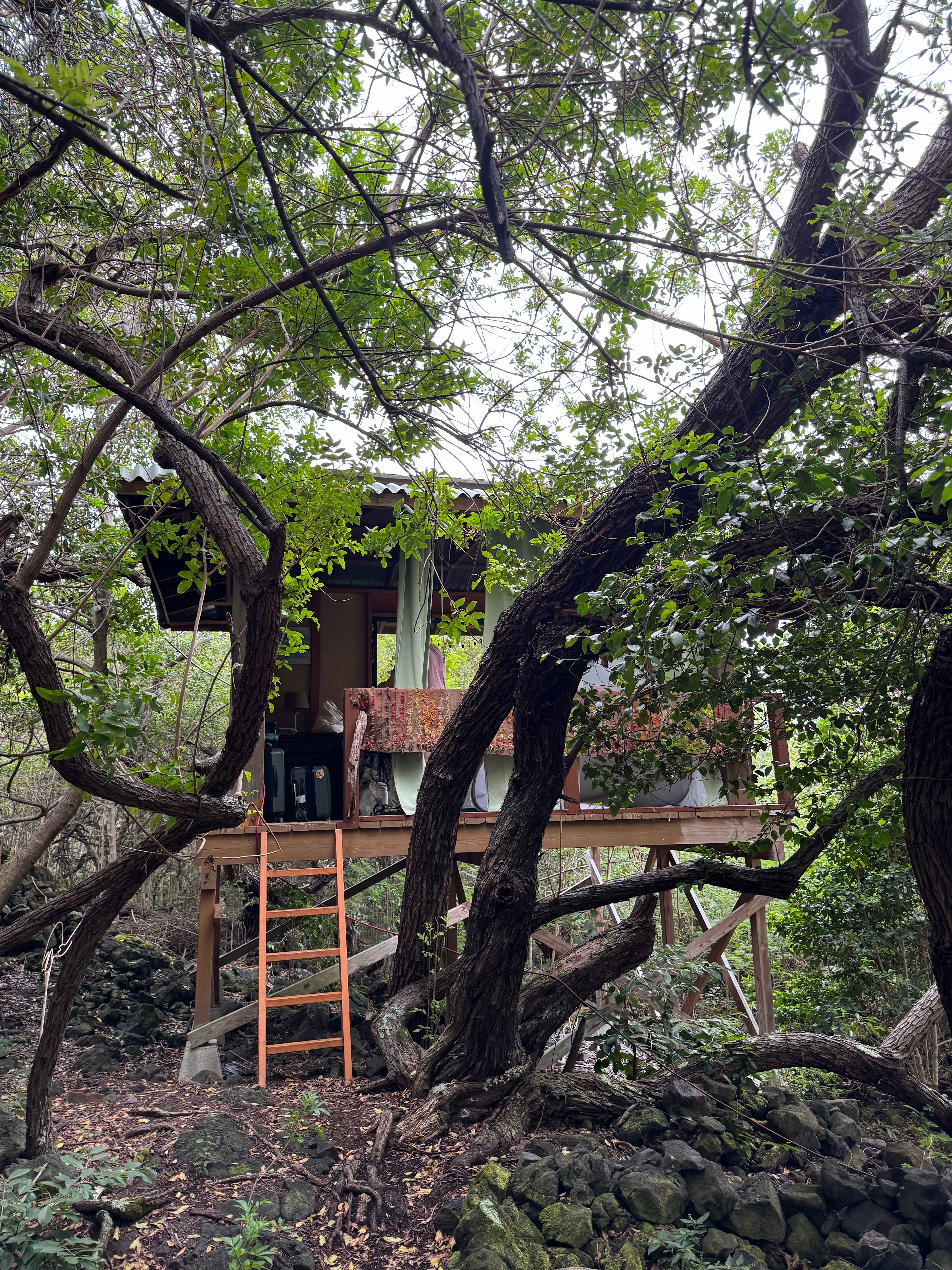Treehouse