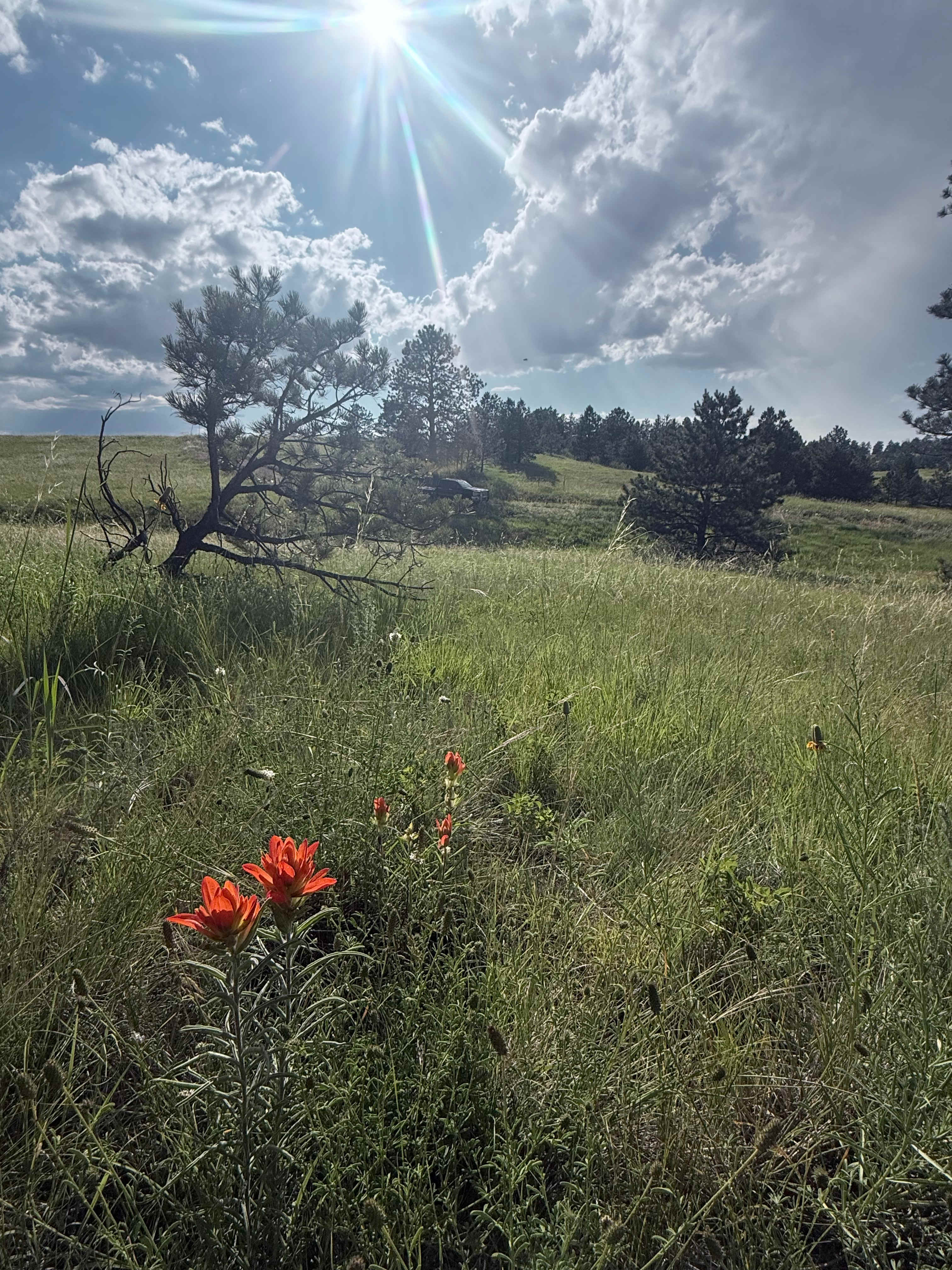 Picture of the site