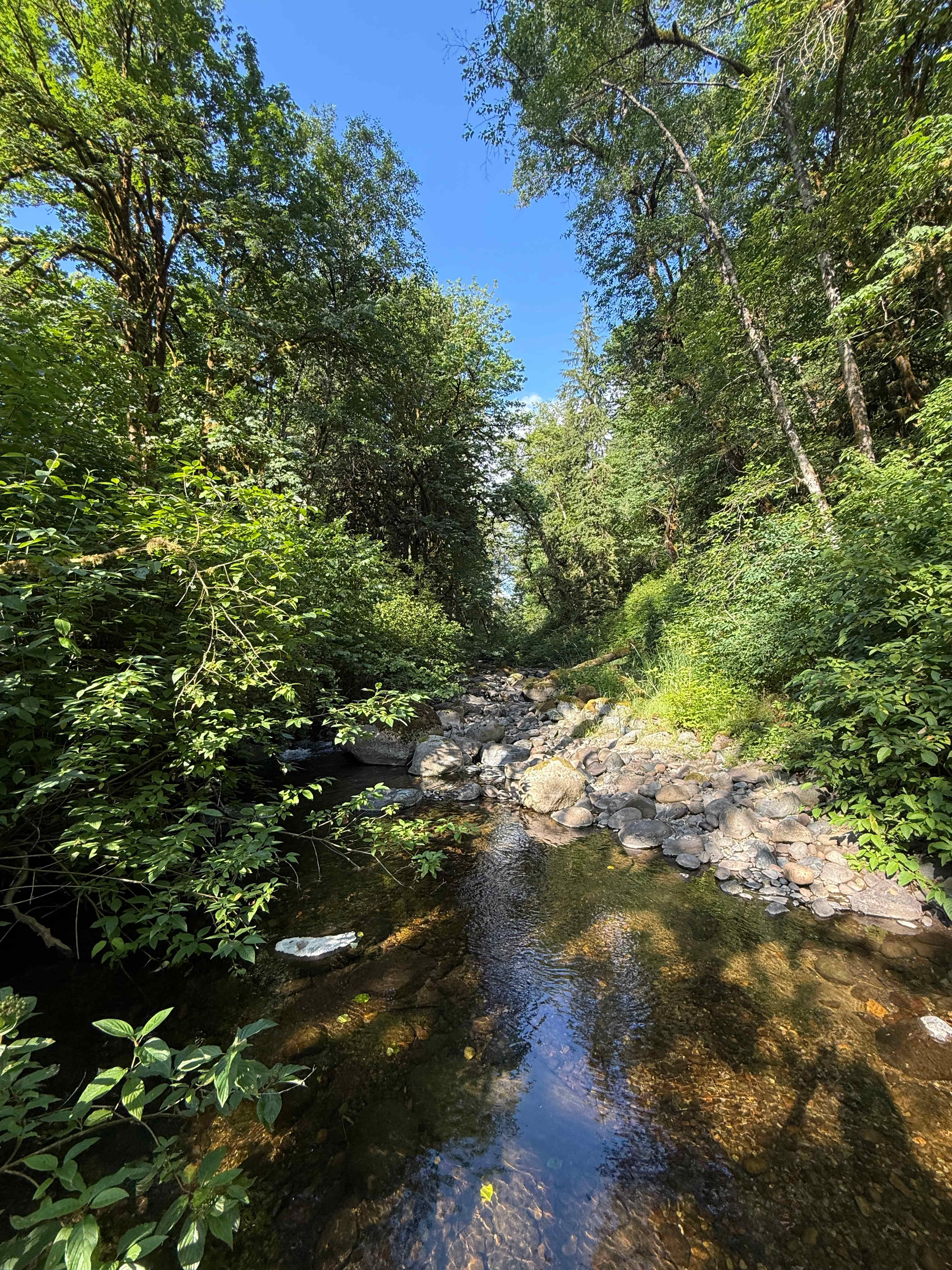 Camping in forest, next to a creek.