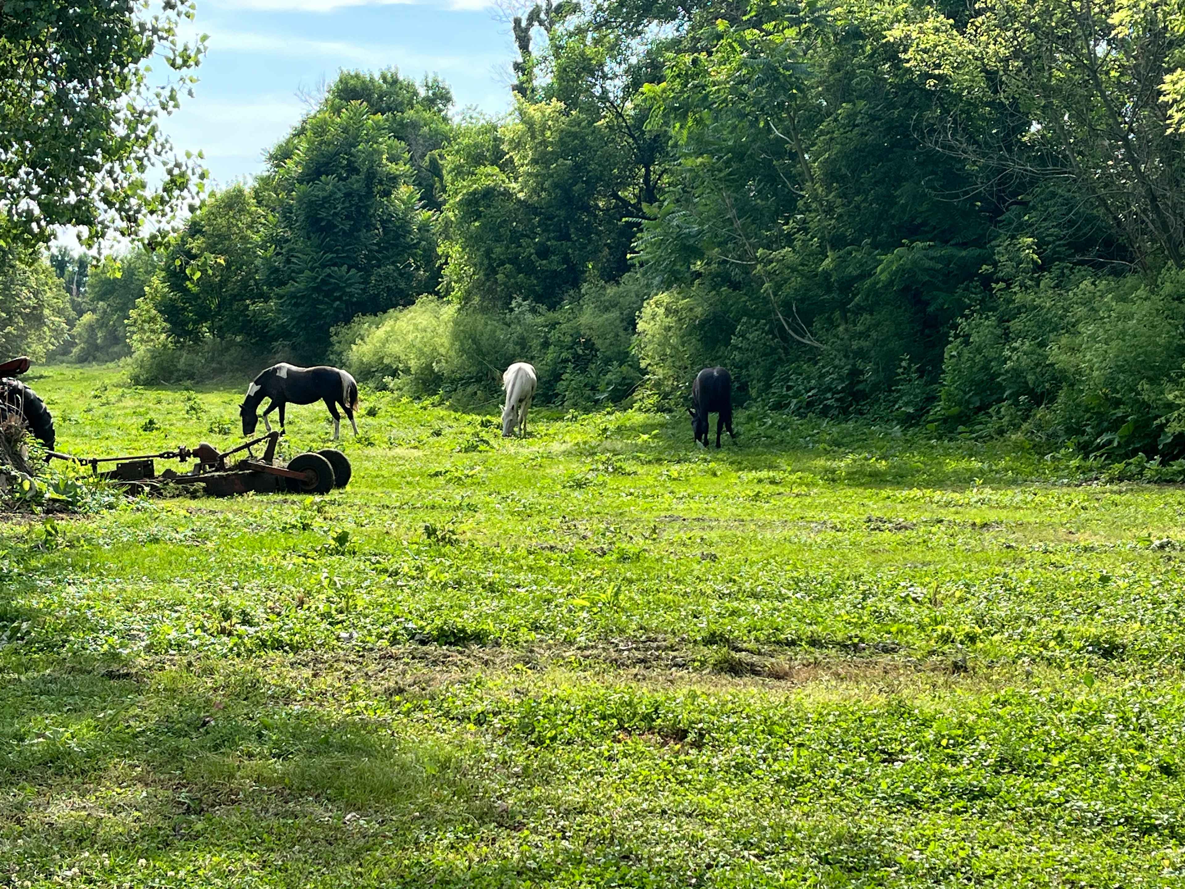 Horses out to pasture on property