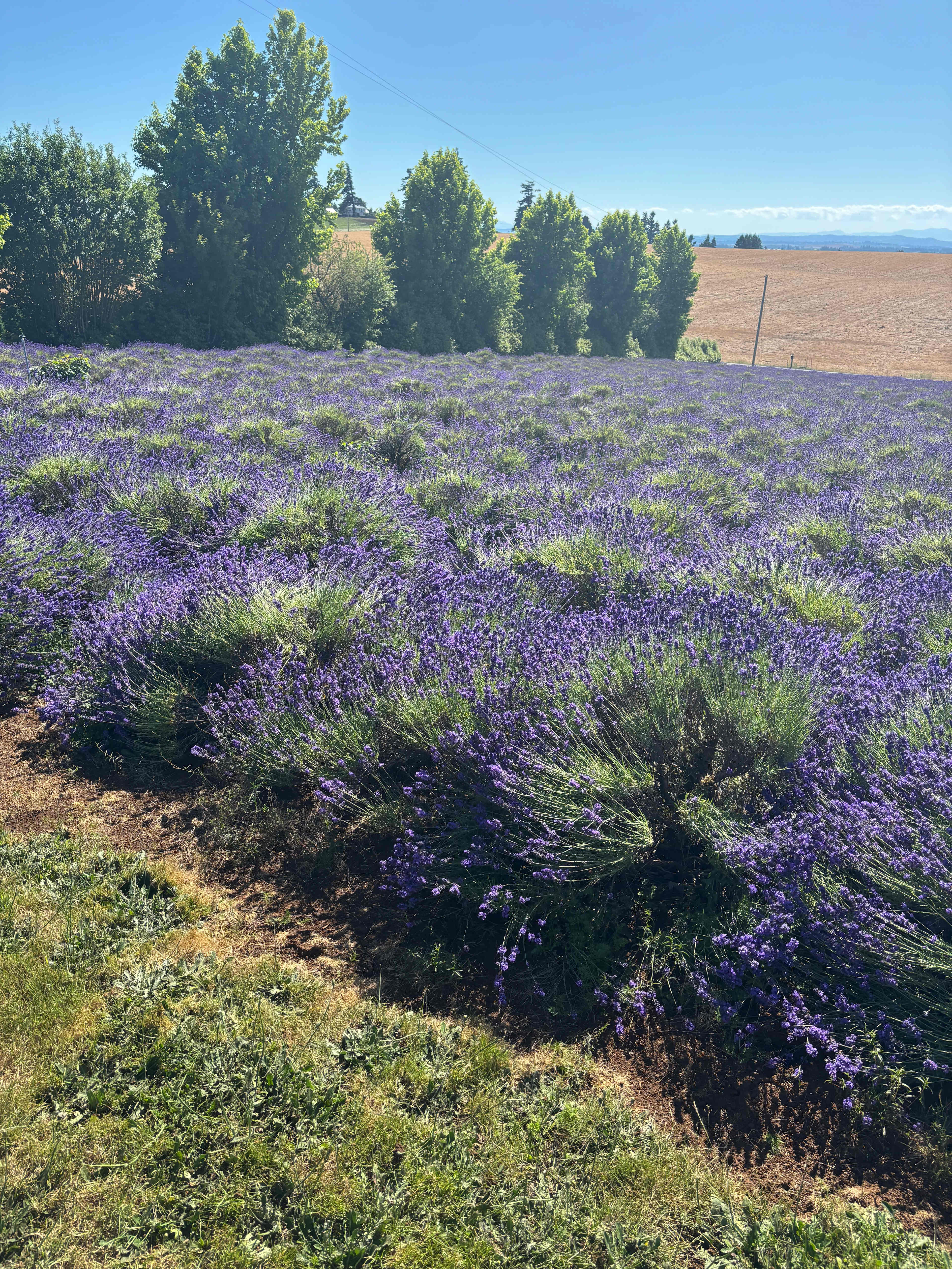 Buena Vista Lavender Farm