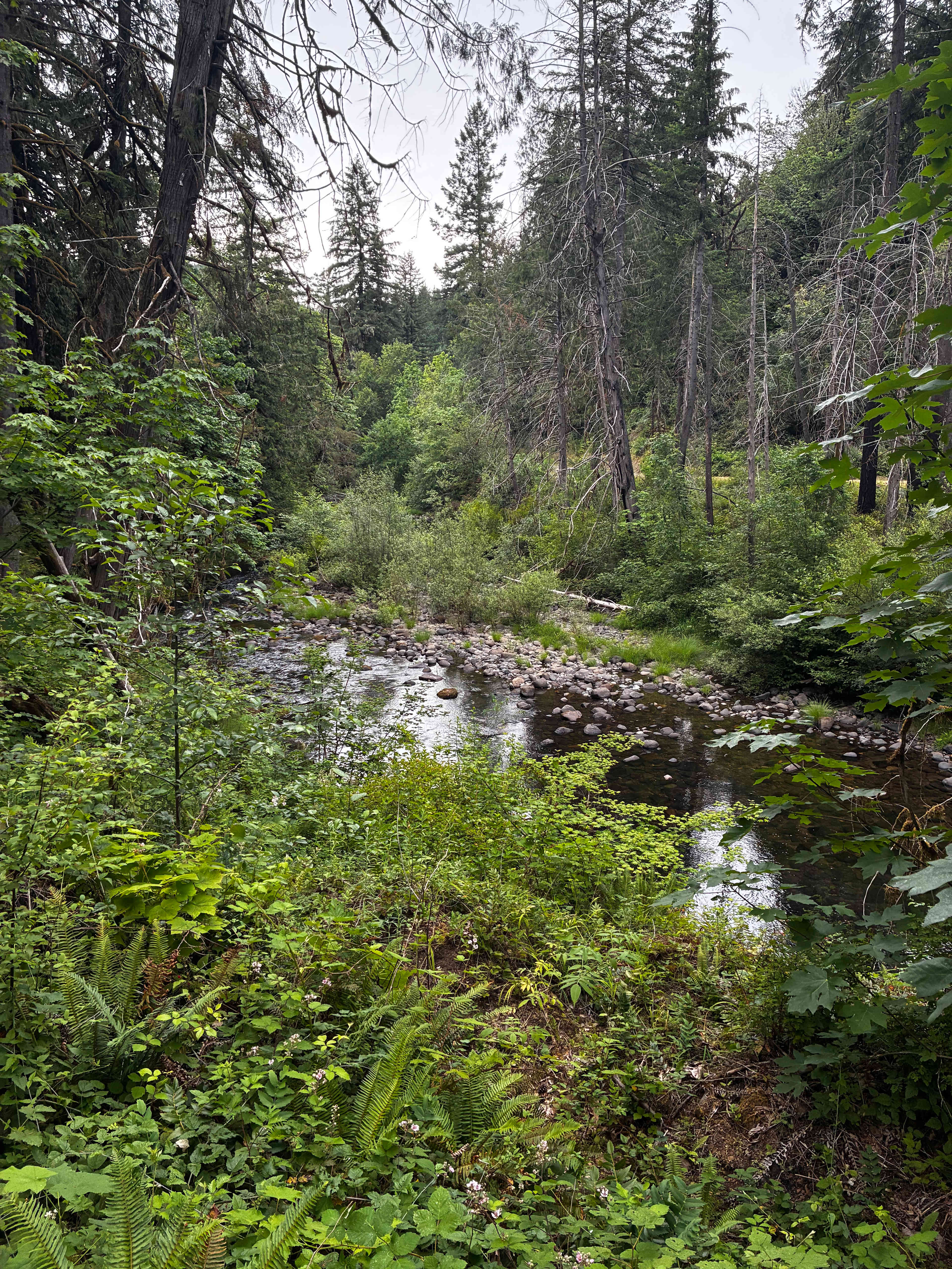 Good stretch of the creek on the property. MANY swimming spots 