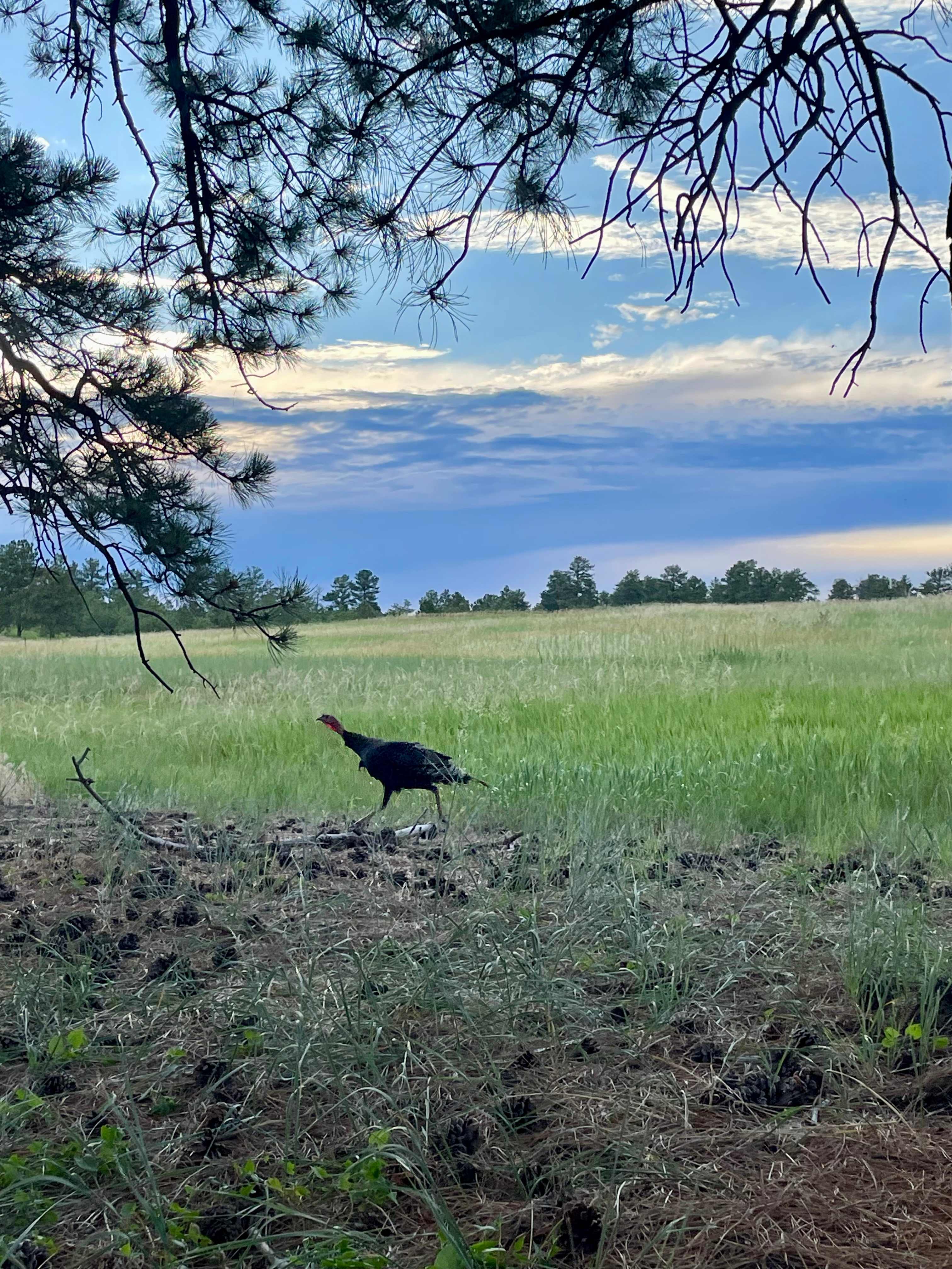 120 Acre Animal Sanctuary