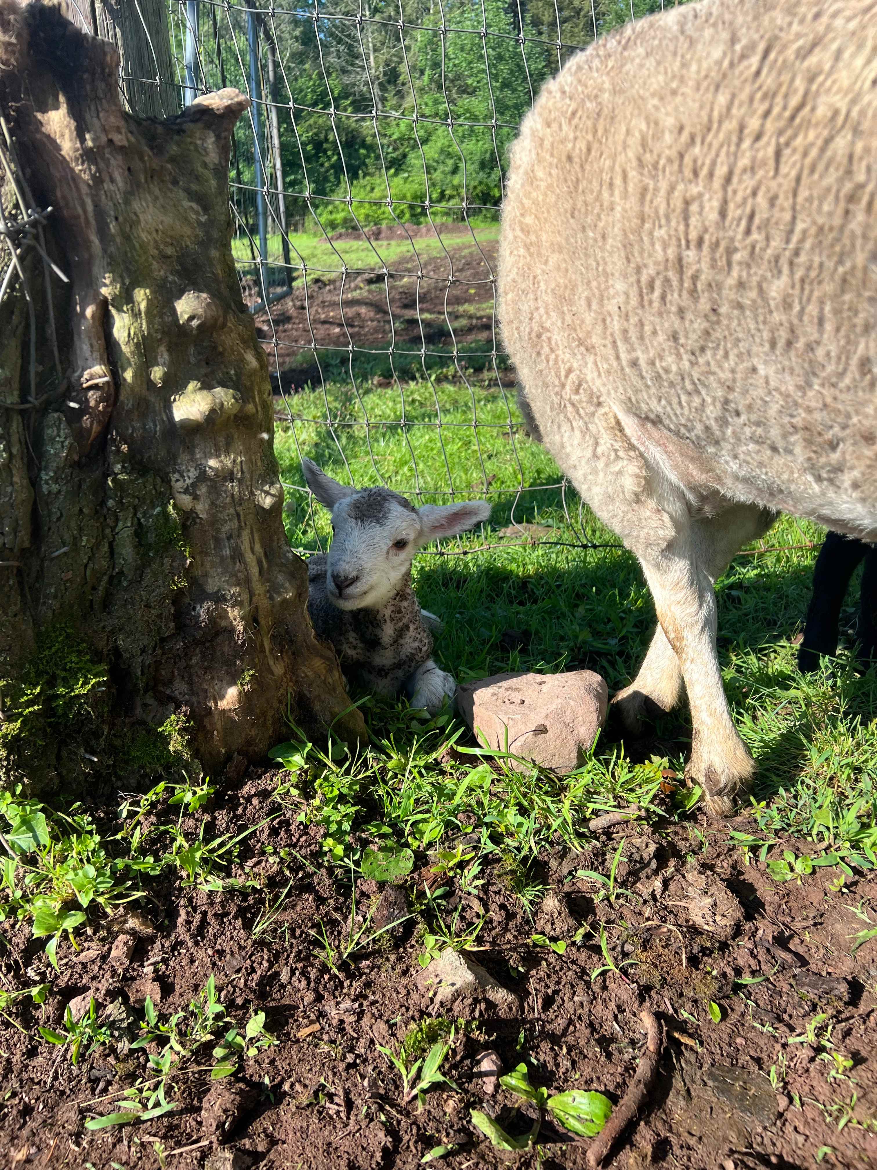 BeaverWood Farm (no children)