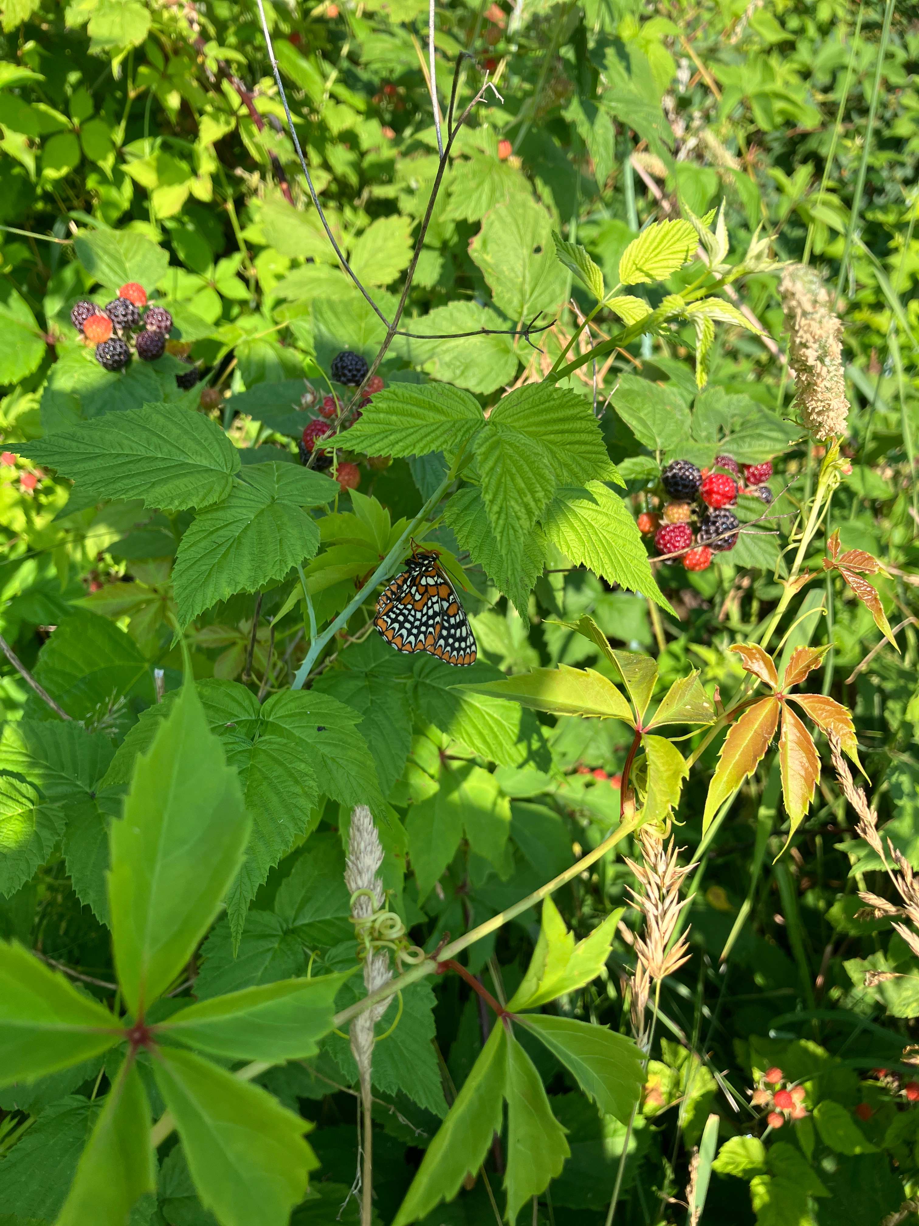 Wild black raspberries!