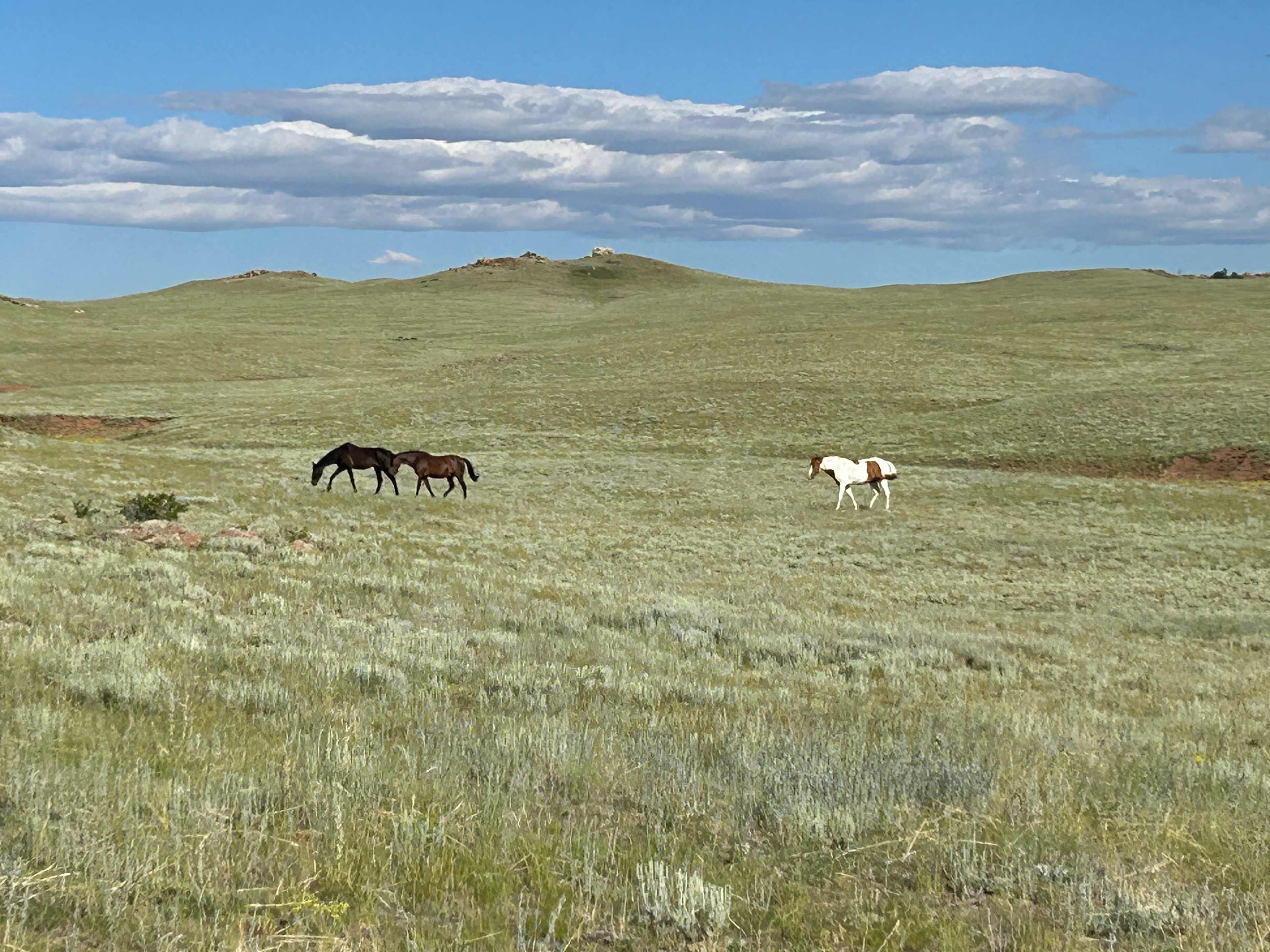 Horses strolling nearby our site