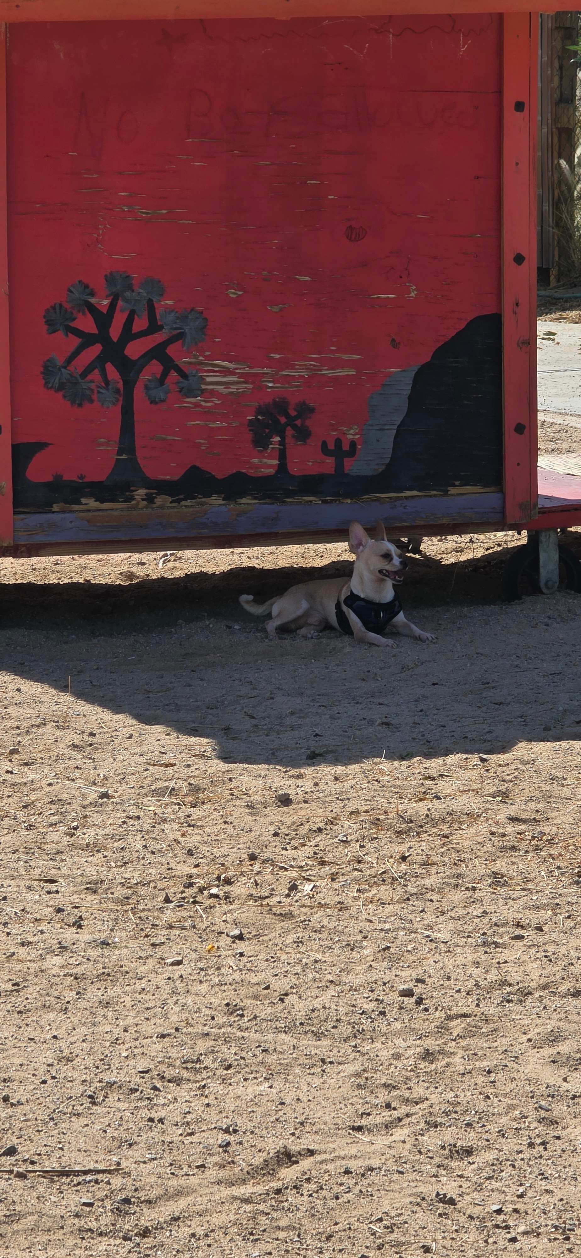 Joshua Tree Lake RV & Campground
