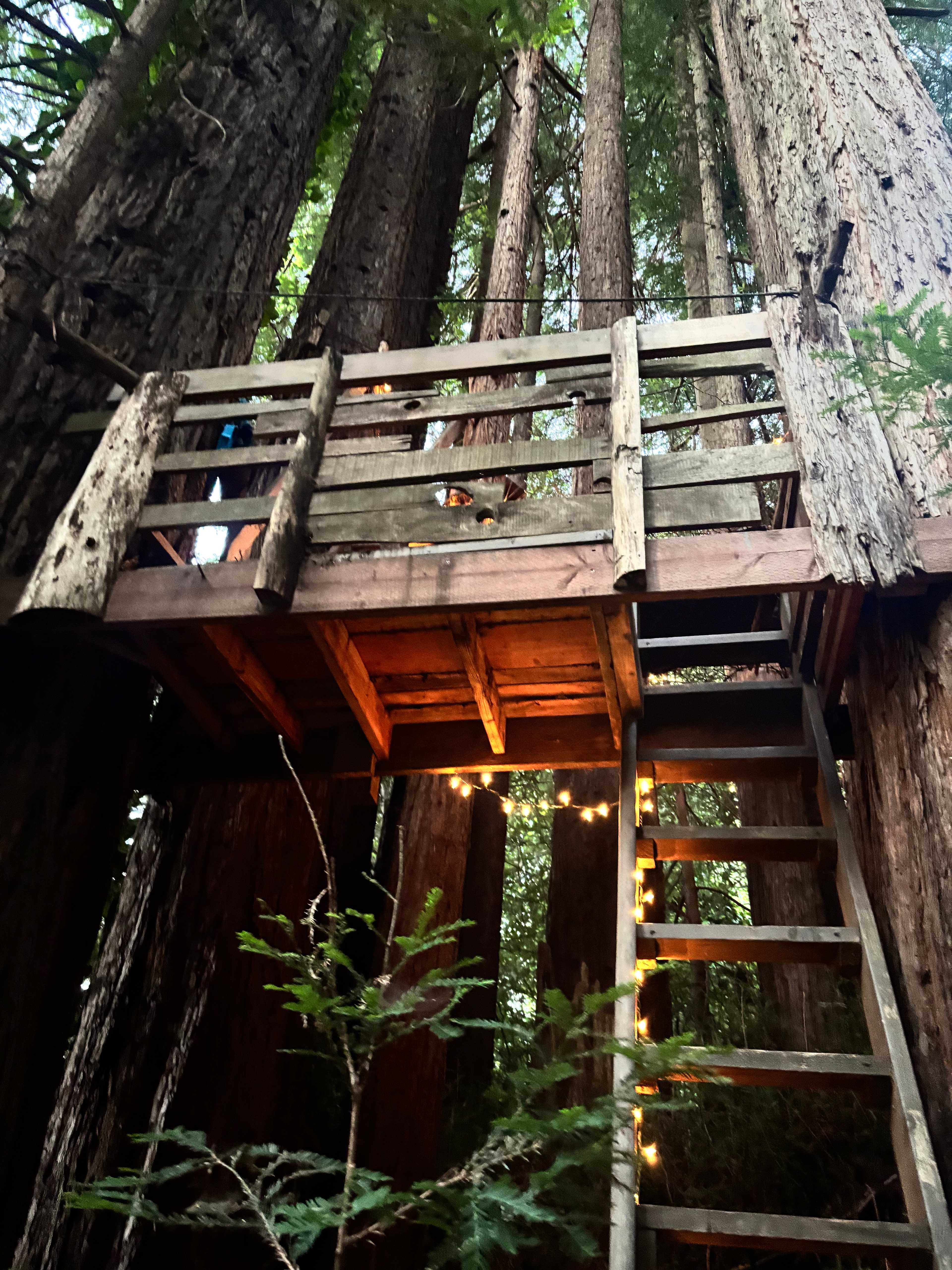 Sleep Up High In A Redwood Tree-net
