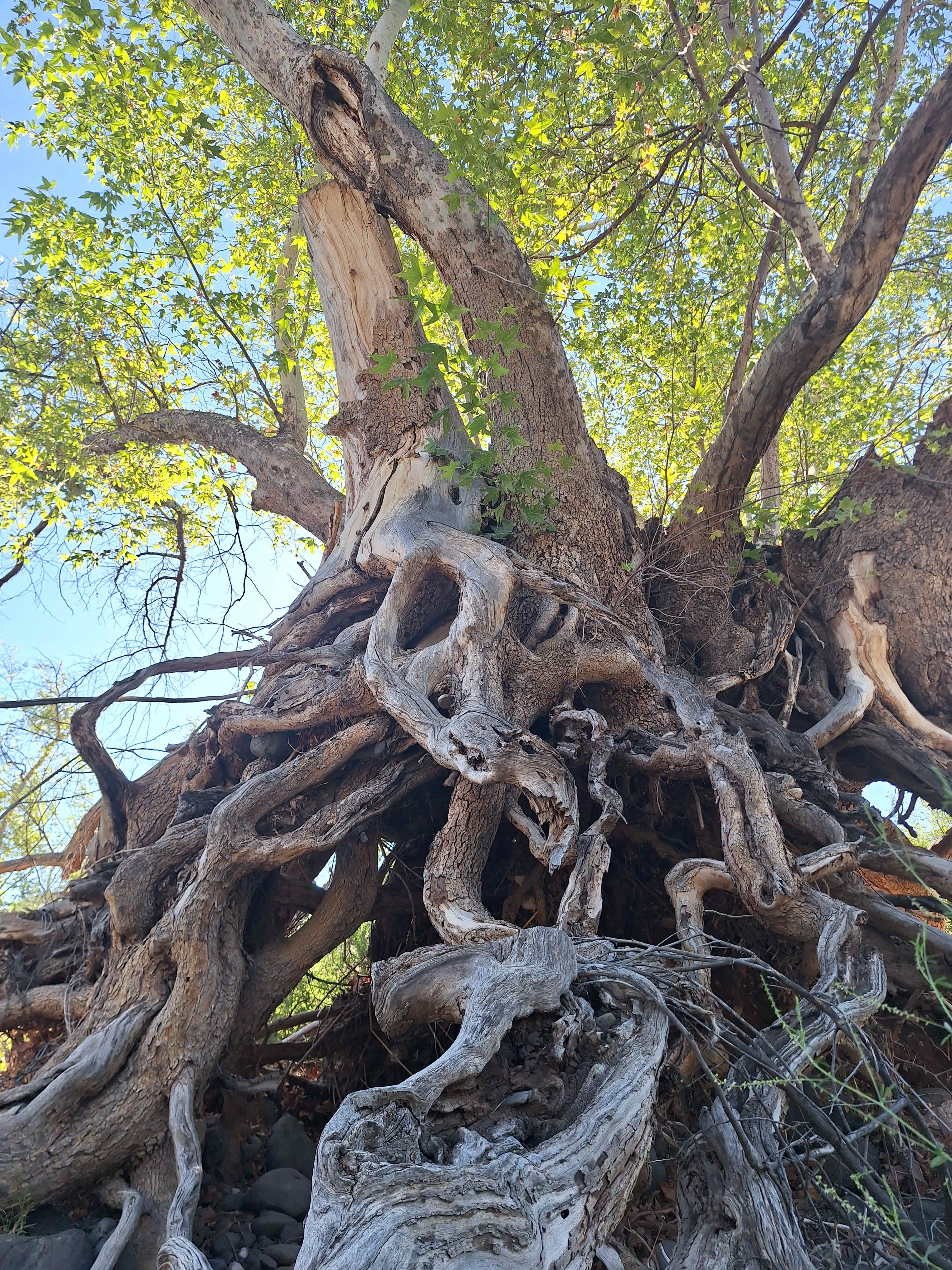 Cool old tree by the creek. 