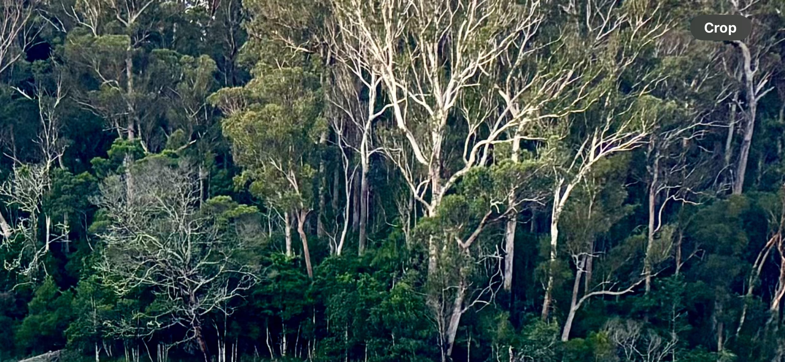 Bottom Paddock