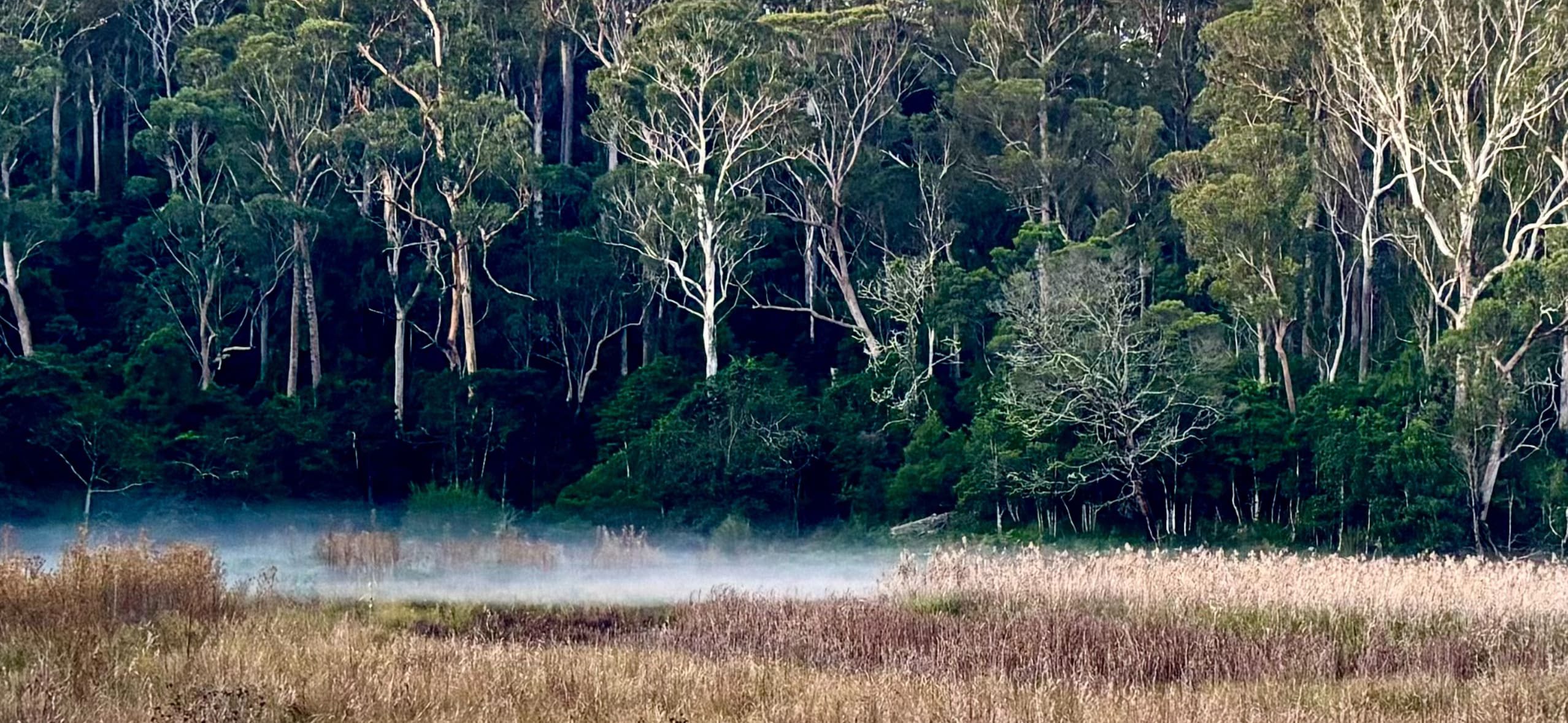 Bottom Paddock